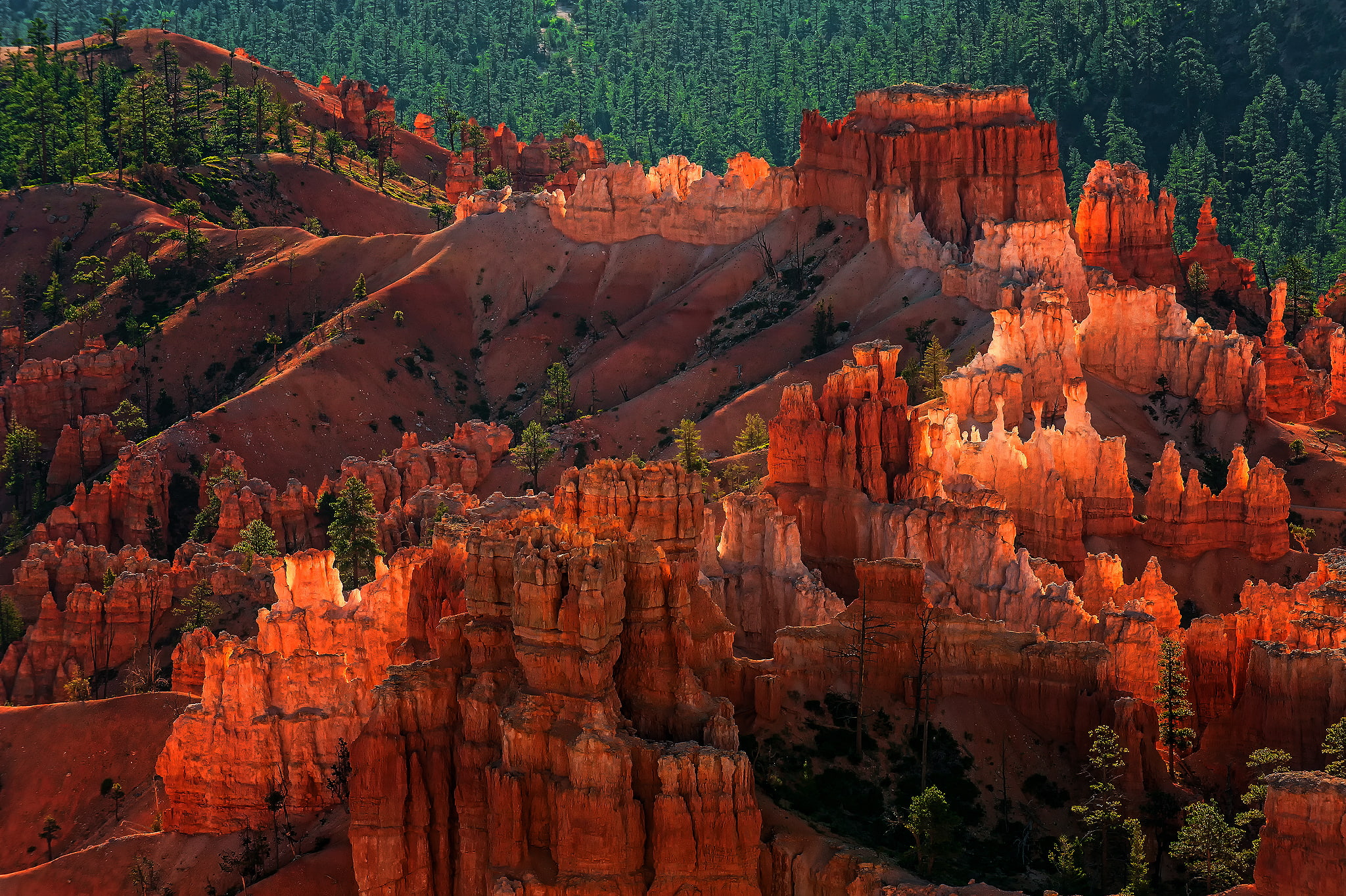 forest, solid, geology, rock, rocks, 1080P, day, national Park Bryce Canyon, beauty in nature, non-urban scene, no people, the evening, nature, tree, Utah, HD Wallpaper