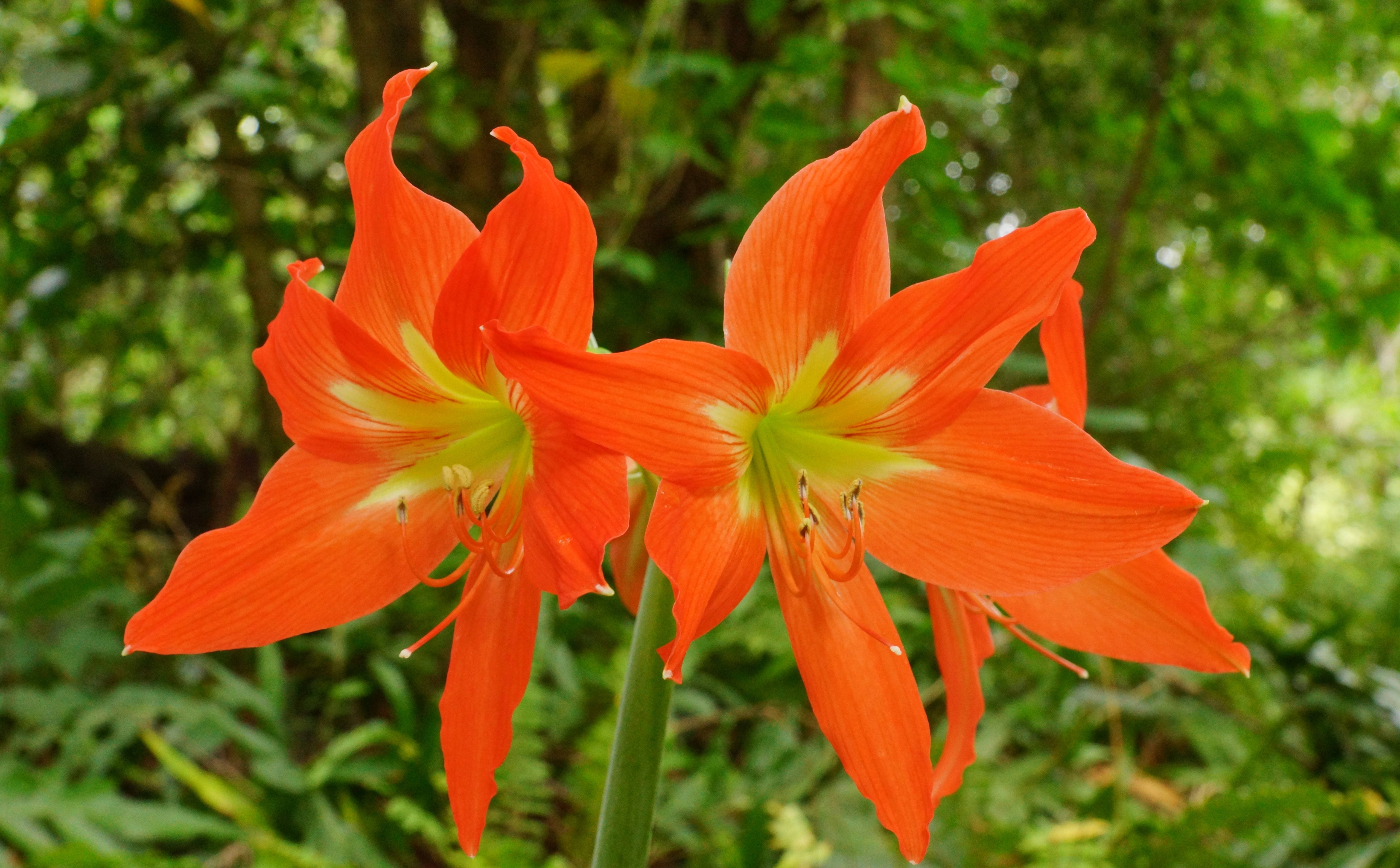 flowering plant, America, slta77, plant, Picture, Hana, ohe, freshness, day lily, commons, lily, orange color, geotagged, Nature, insel, flower head, Alpha, HD Wallpaper