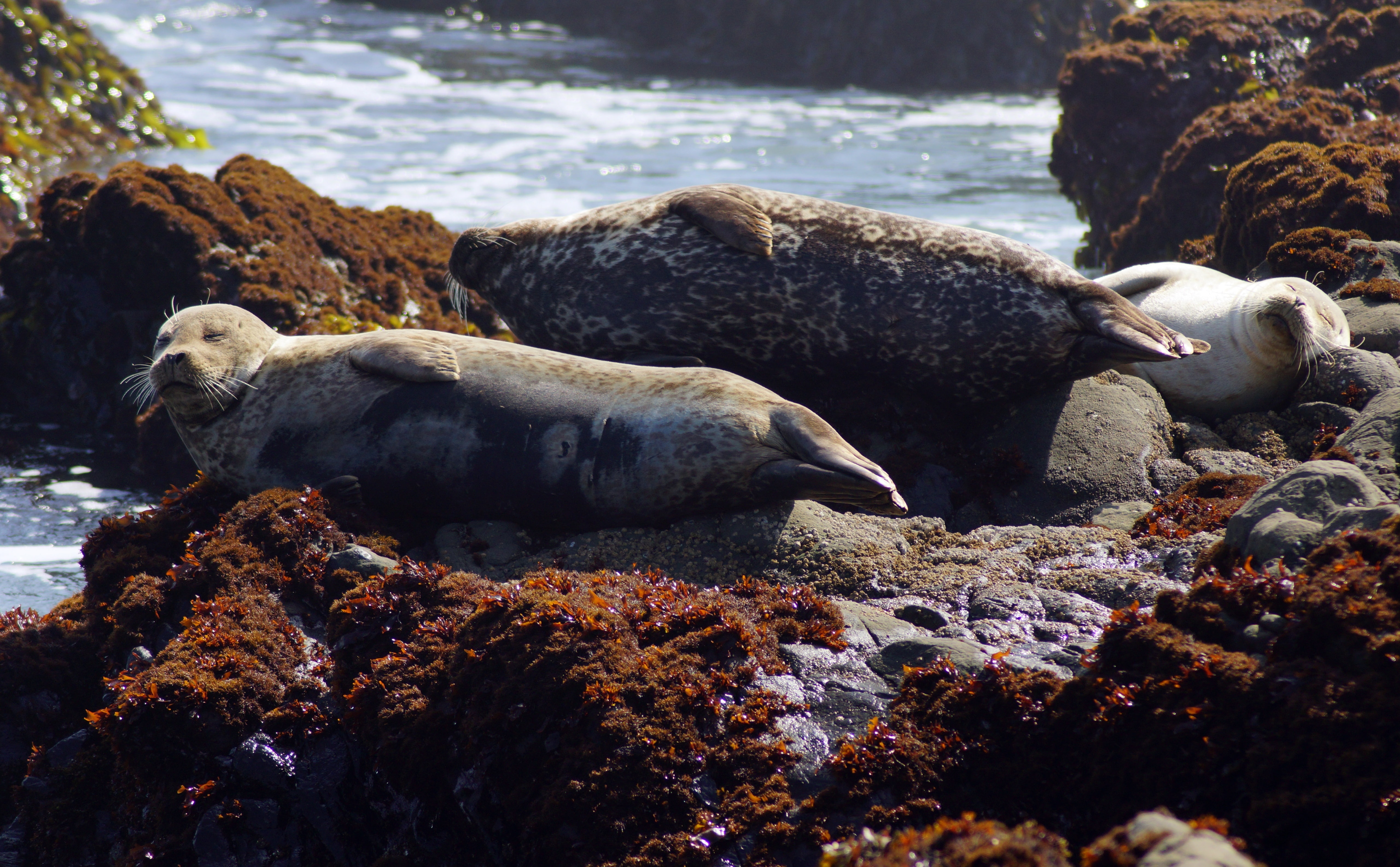 kalifornien, April, geotagged, High, Coastal, Picture, Spring, animal, unitedstates, United States, sunlight, group of animals, san, solid, natur, animal themes, HD Wallpaper
