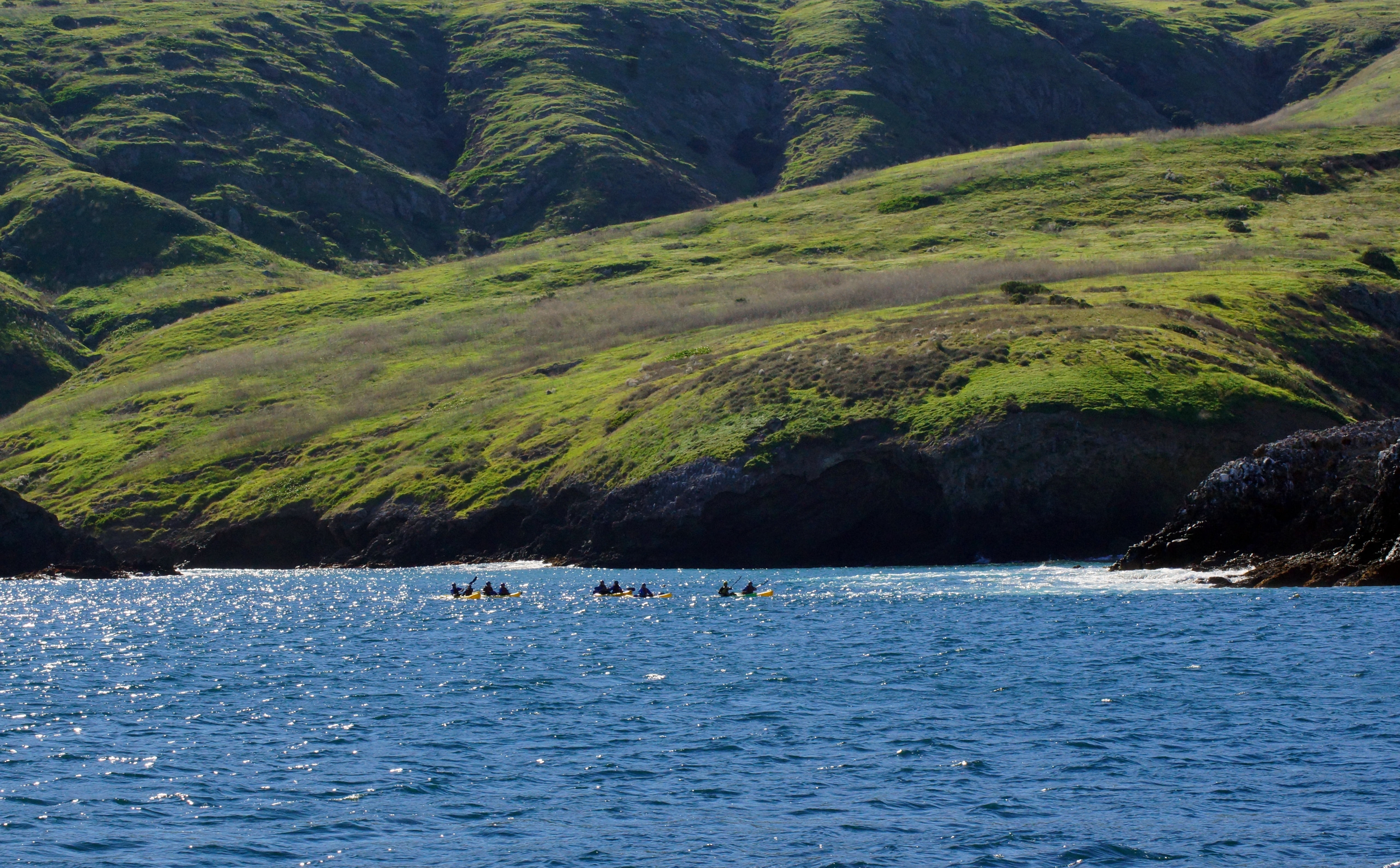 sea, kalifornien, America, day, animal themes, High, resolution, santa, December, Ventura, plant, Sony, dezember, foto, animal wildlife, United States, HD Wallpaper
