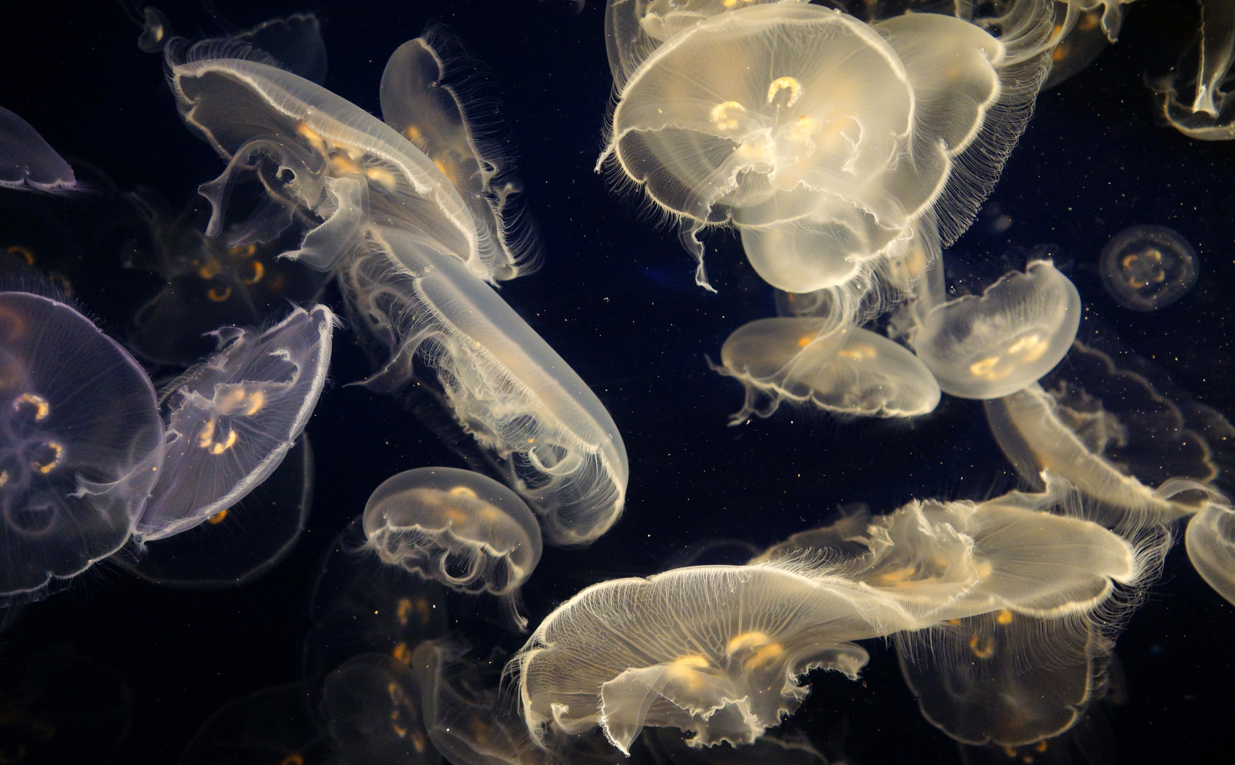 slta77, California, unitedstates, Animals, alamitosbeach, hires, bild, foto, resolution, marine, animal themes, amerika, large group of animals, geotagged, HD Wallpaper