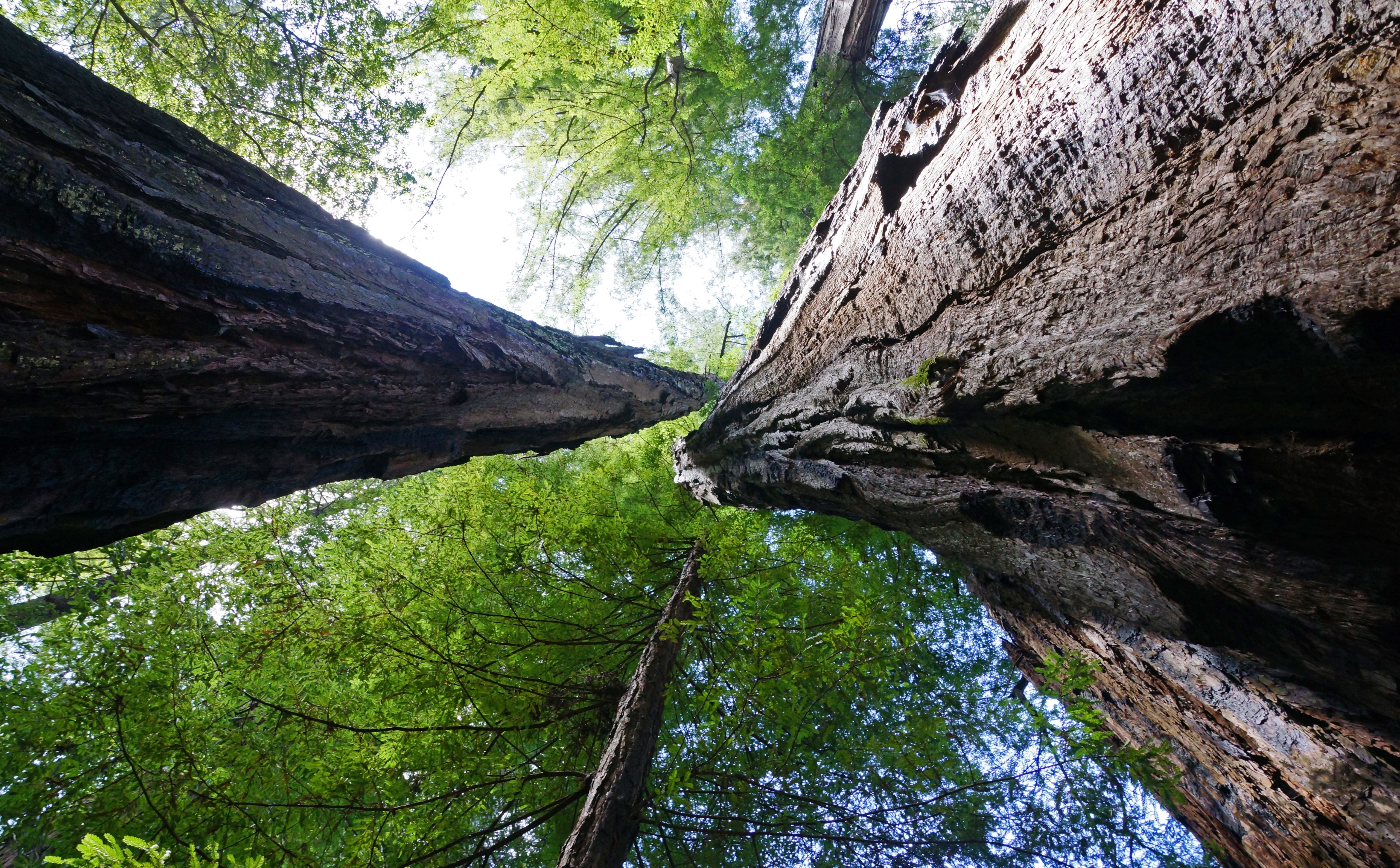 Wald, Spring, High, Hike, big, water, basin, non-urban scene, natur, flowing, hires, Redwood, santacruz, low angle view, land, fruhling, Forest, rock formation, HD Wallpaper