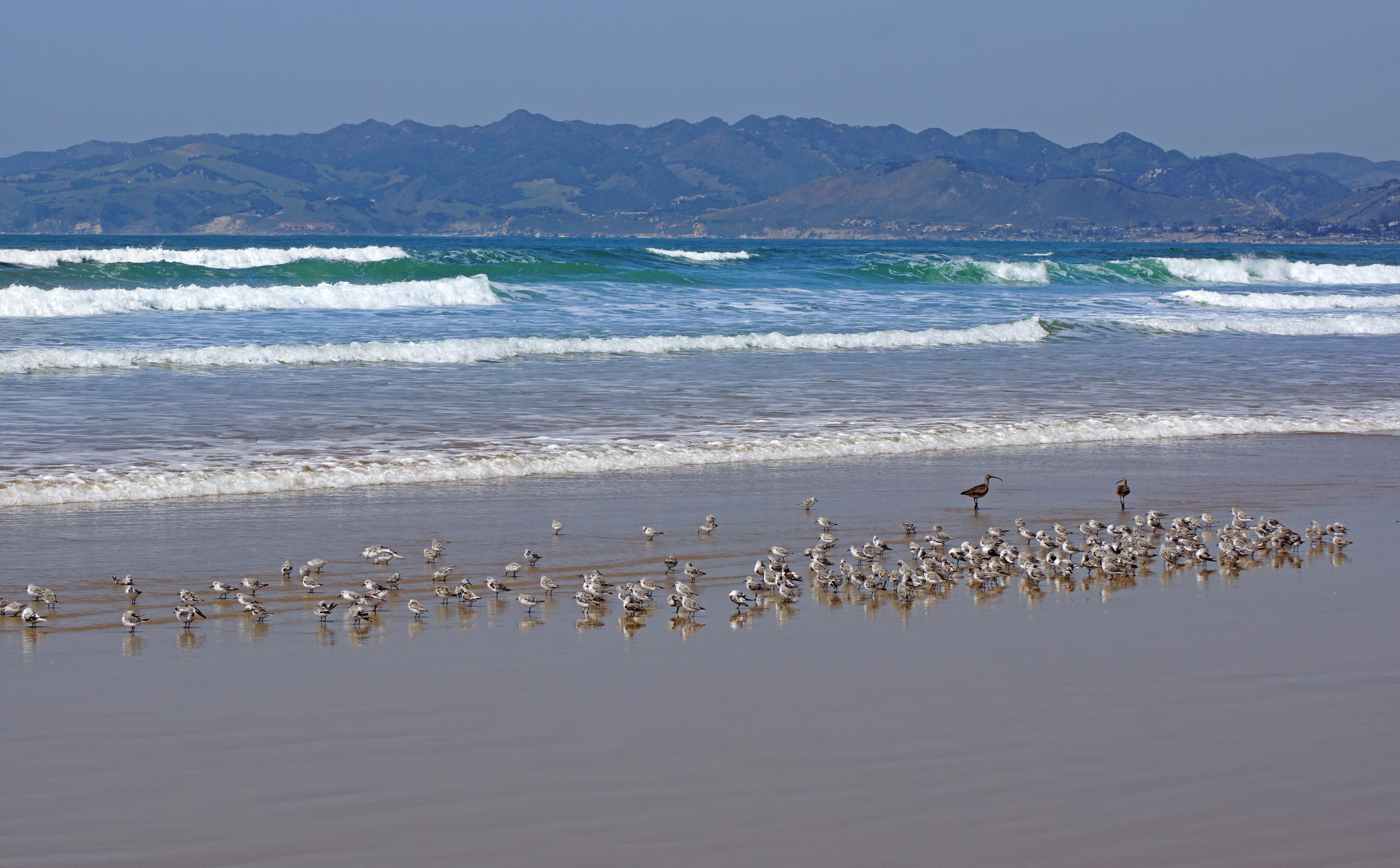 sea, unitedstates, Beach, bild, United States, Alpha, vertebrate, America, foto, beauty in nature, Kuste, California, natural, oceano, wave, natur, group of animals, HD Wallpaper