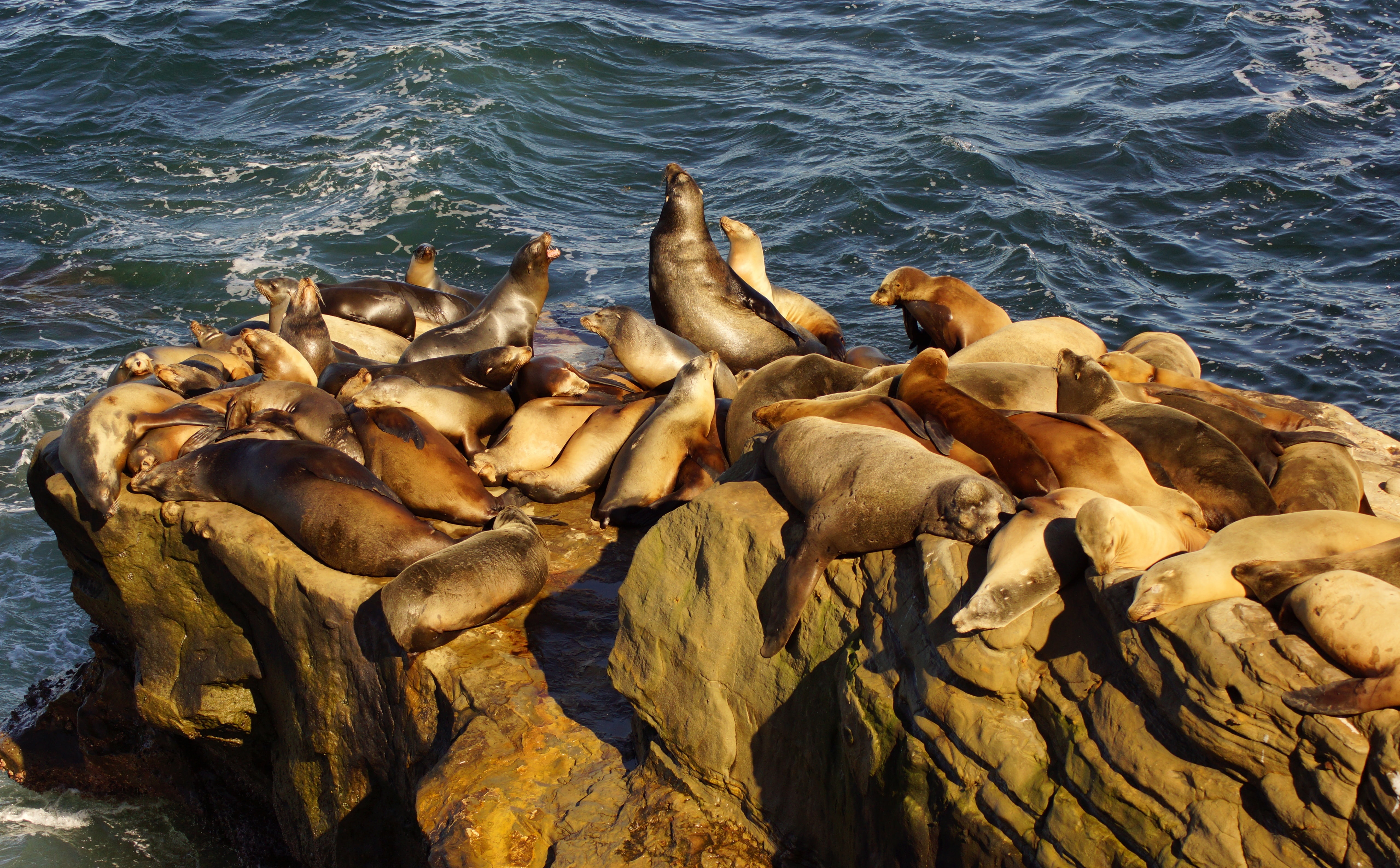 Sony, High, Alpha, kalifornien, sandiego, foto, no people, la, amerika, unitedstates, animal themes, America, san, 5K, December, animal wildlife, dezember, HD Wallpaper
