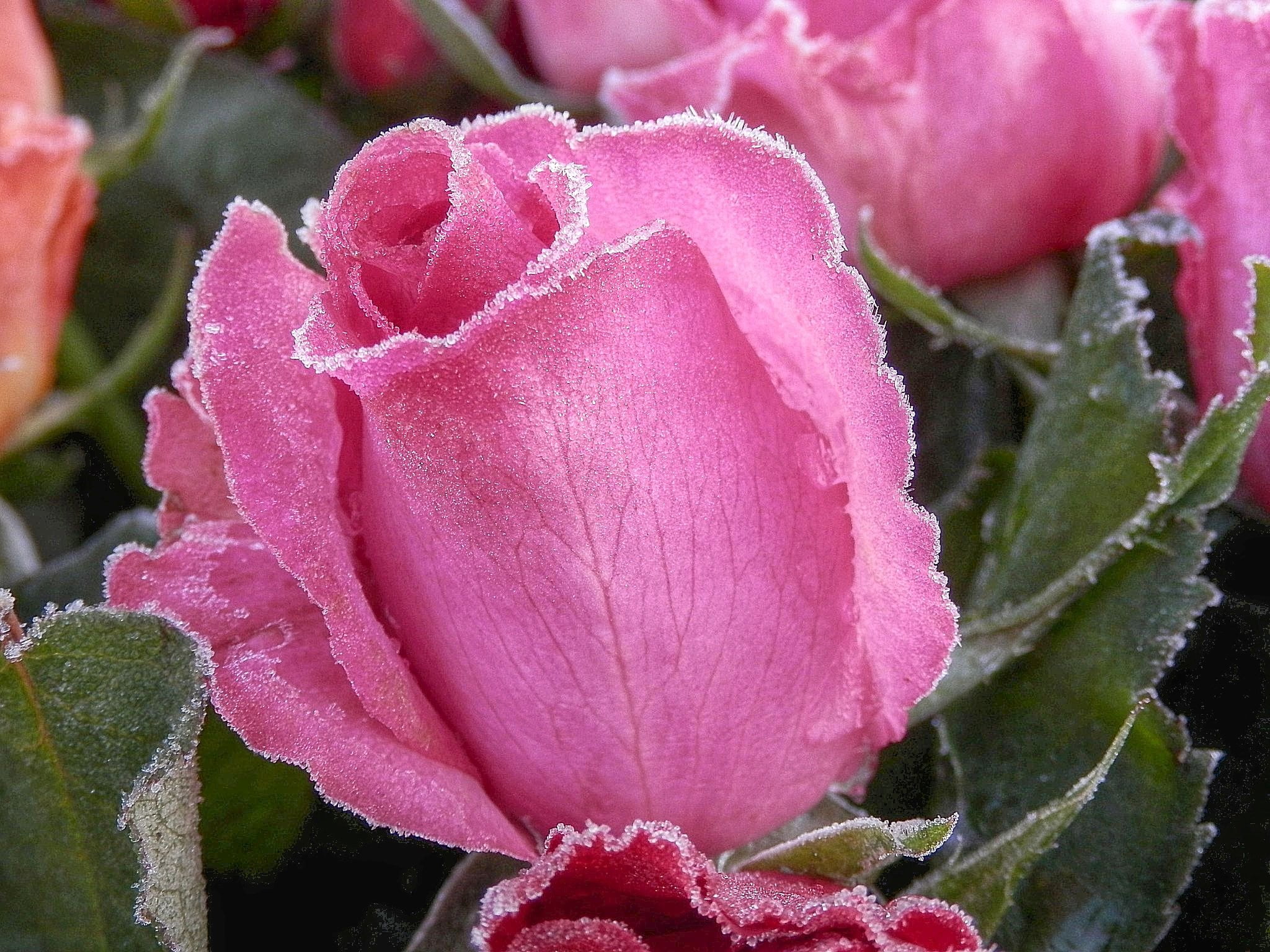 nature, macro, pink rose, plant, red, 1080P, flower, cold, Kalt, pink, close-up, rot, frozen, leaf, photography, beauty, rose, macro photography, HD Wallpaper