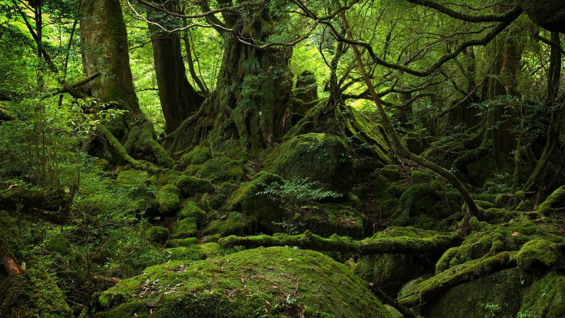 forest, forests, 1080P, art, x, rot, hd, old, Green, nature, moss, HD Wallpaper