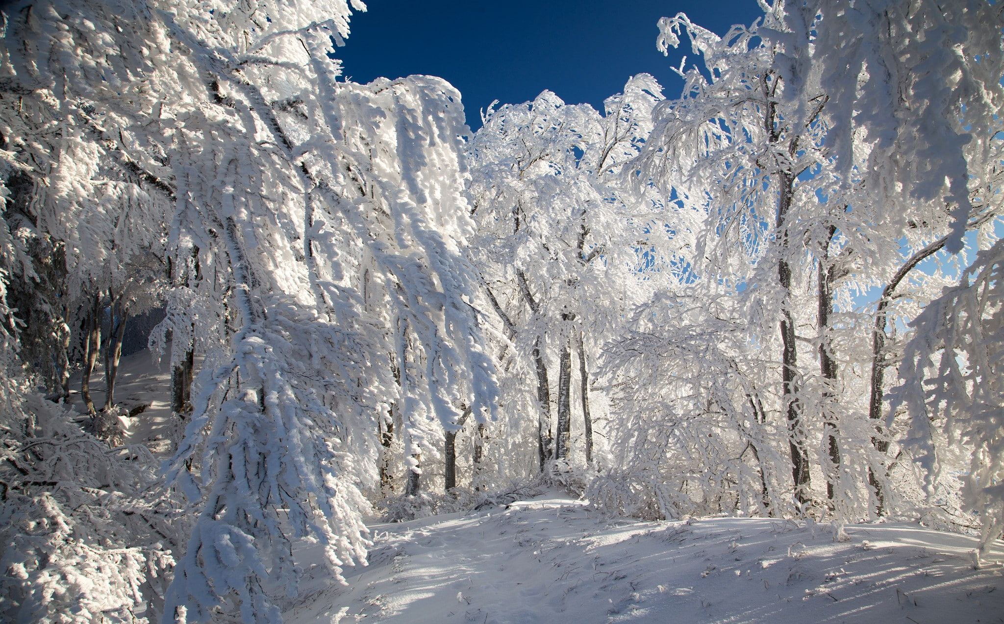 filled, trail, trees, 1080P, forest, snow, winter, HD Wallpaper