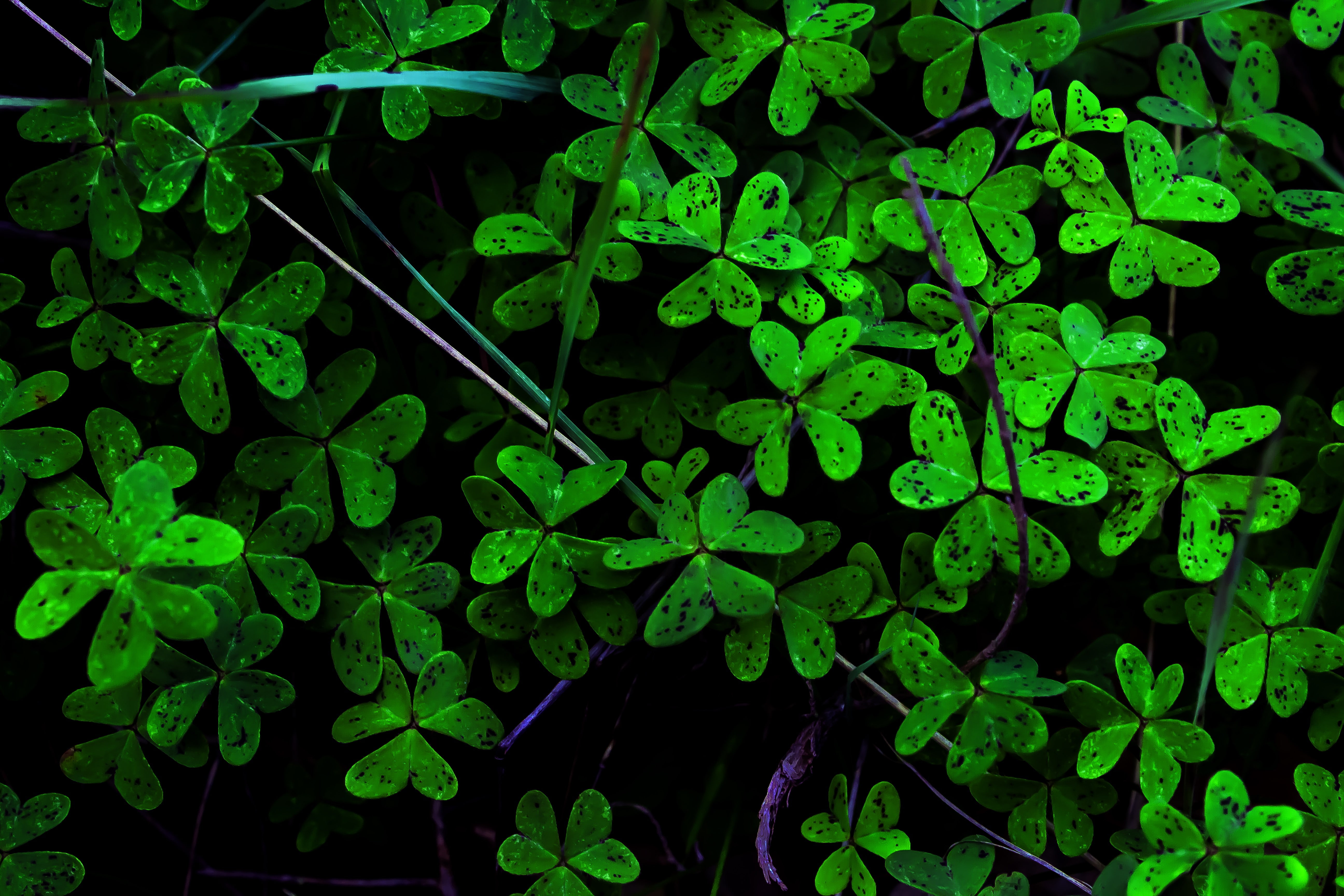 5K, nature, green, Get Lucky, plants, HD Wallpaper