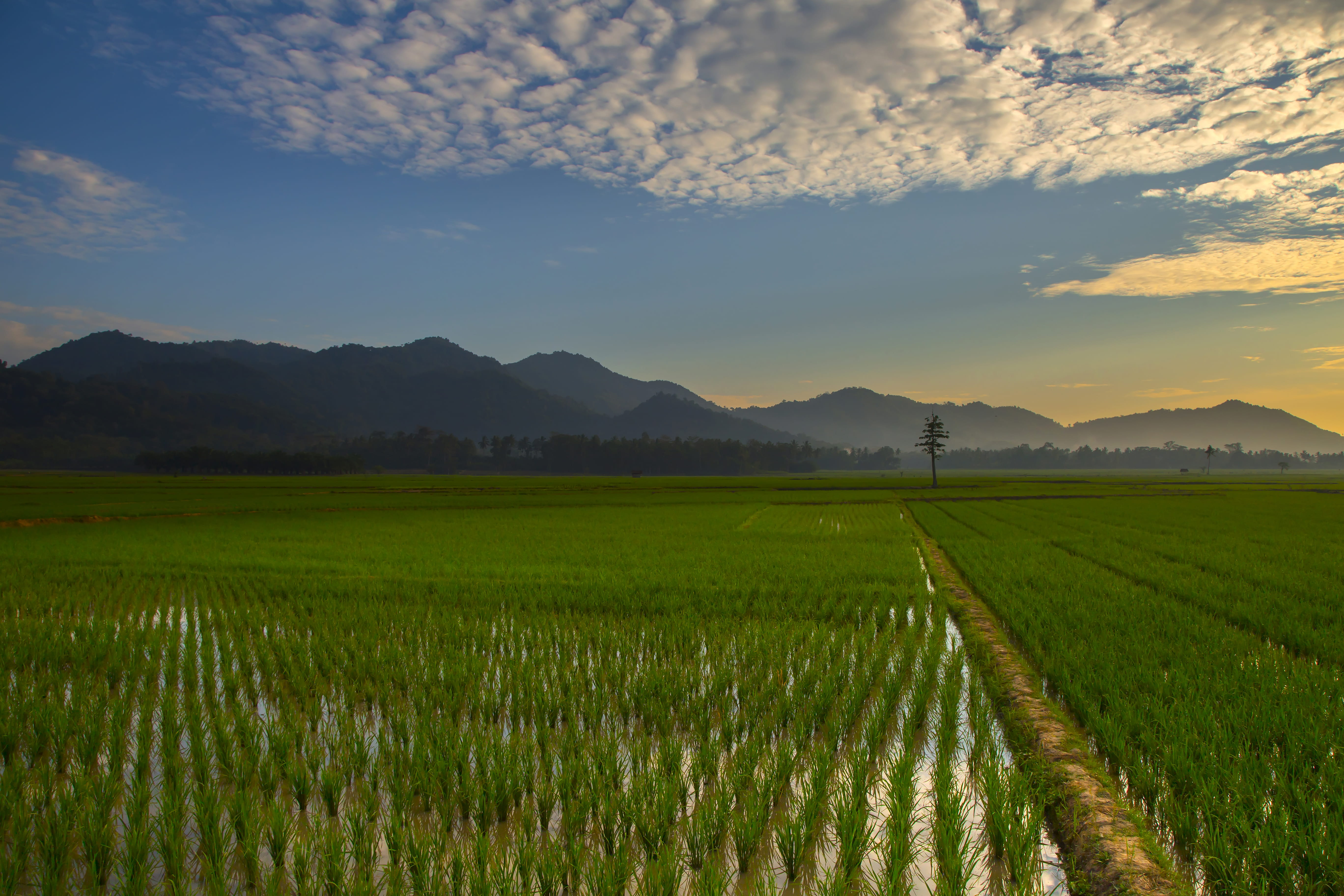 beauty in nature, no people, nature, tranquility, sky, mountain range, farm, plant, tranquil scene, rural scene, environment, outdoors, landscape, crop, HD Wallpaper