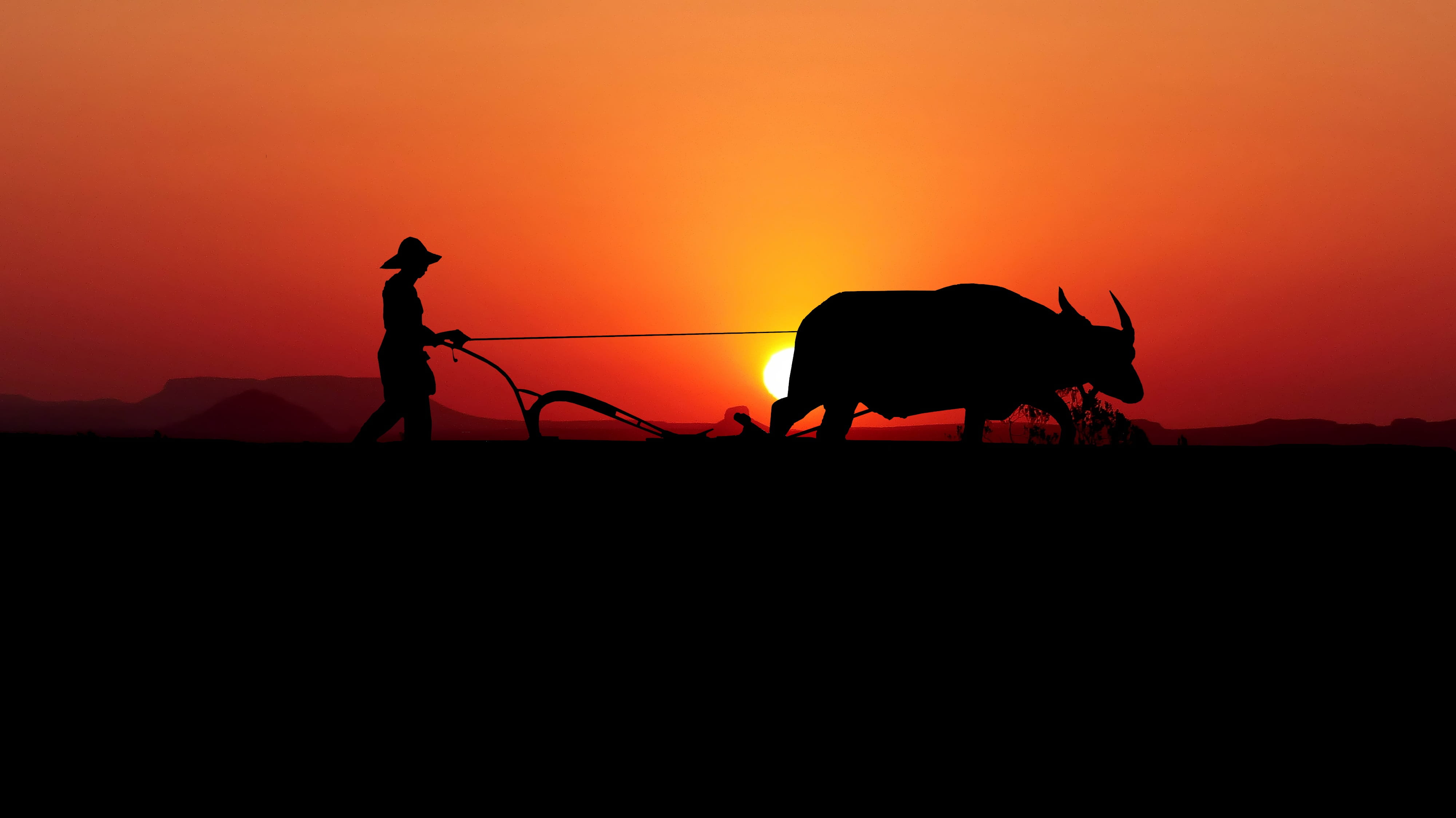 one person, silhouette, sunset, pets, plow, animal wildlife, orange color, 4K, outdoors, working animal, domestic, sky, mammal, side view, rice field, HD Wallpaper