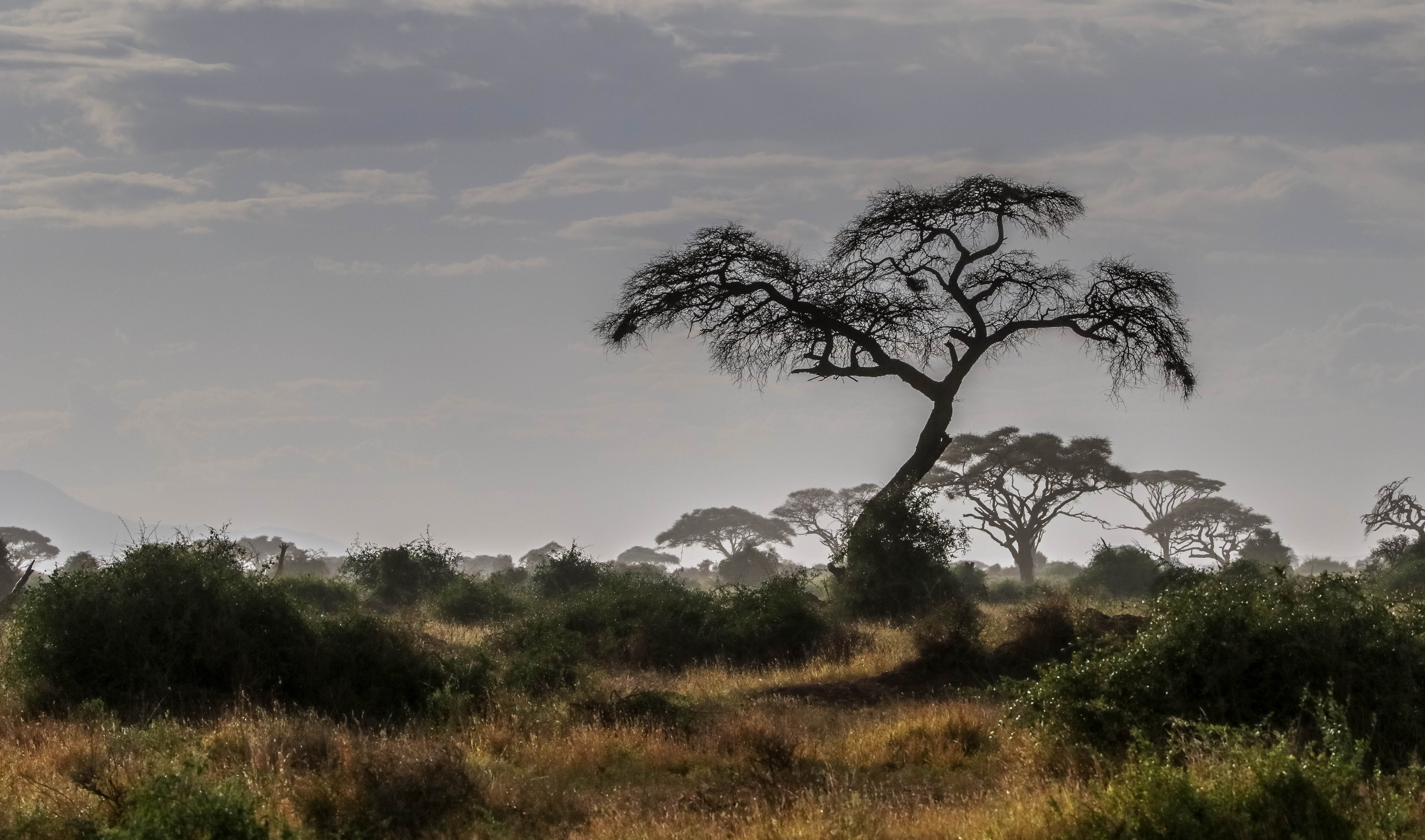 amboseli, plant, animal world, growth, tranquility, tranquil scene, safari, nature, non-urban scene, national park, isolated, cloud - sky, land, scenics - nature, HD Wallpaper
