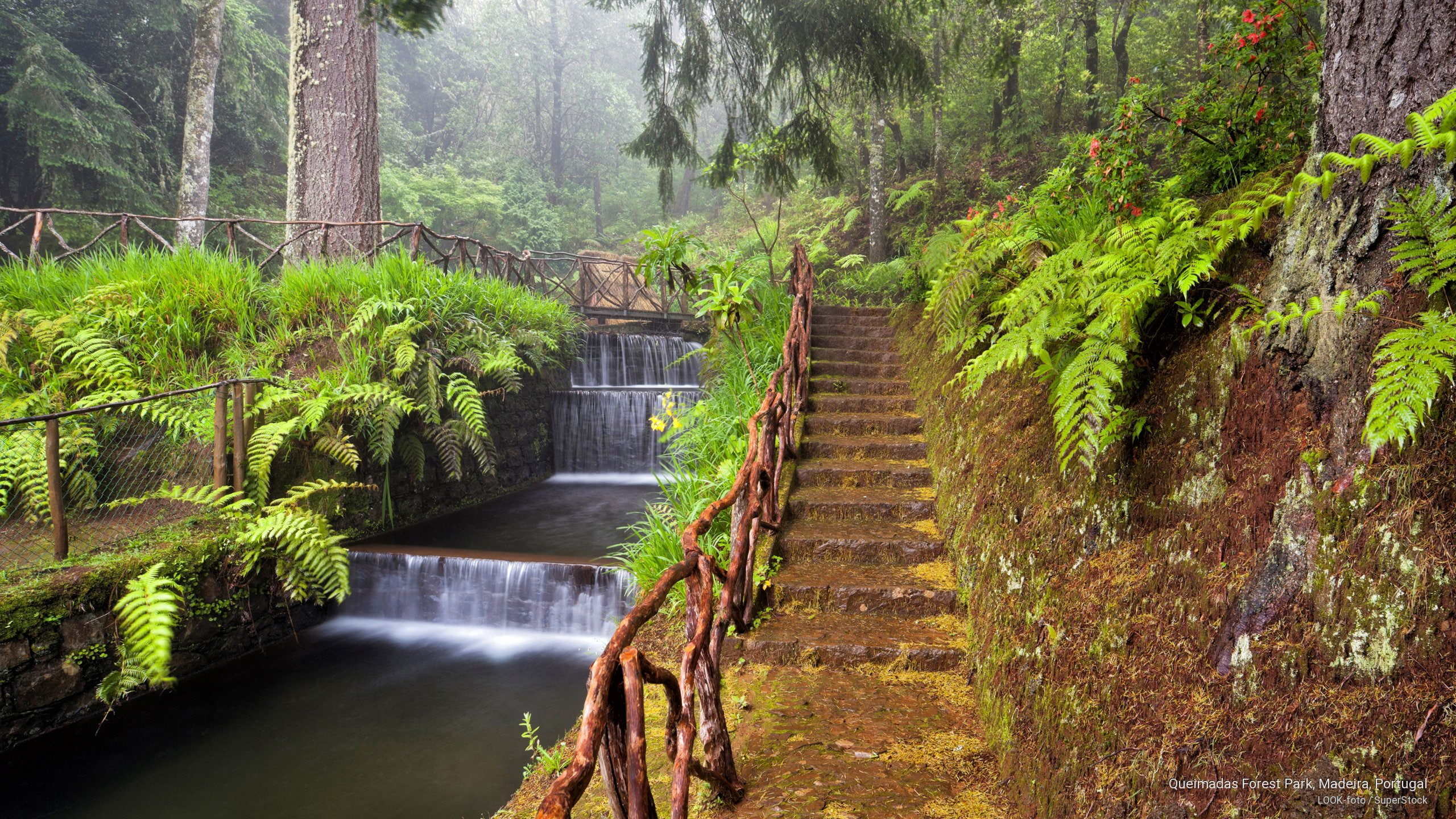 Nature, portugal, 2K, queimadas, madeira, forest, park, HD Wallpaper