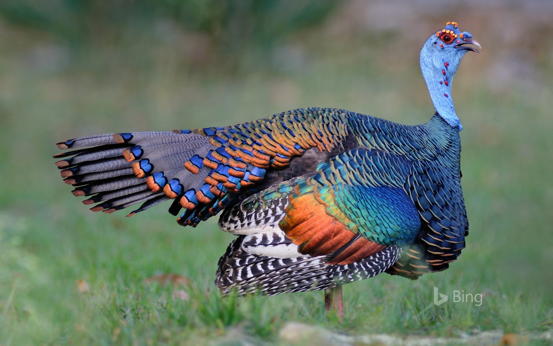 beauty in nature, ocellated, day, profile view, animals in the wild, vertebrate, bird, animal wildlife, close-up, field, plant, peacock, multi colored, HD Wallpaper