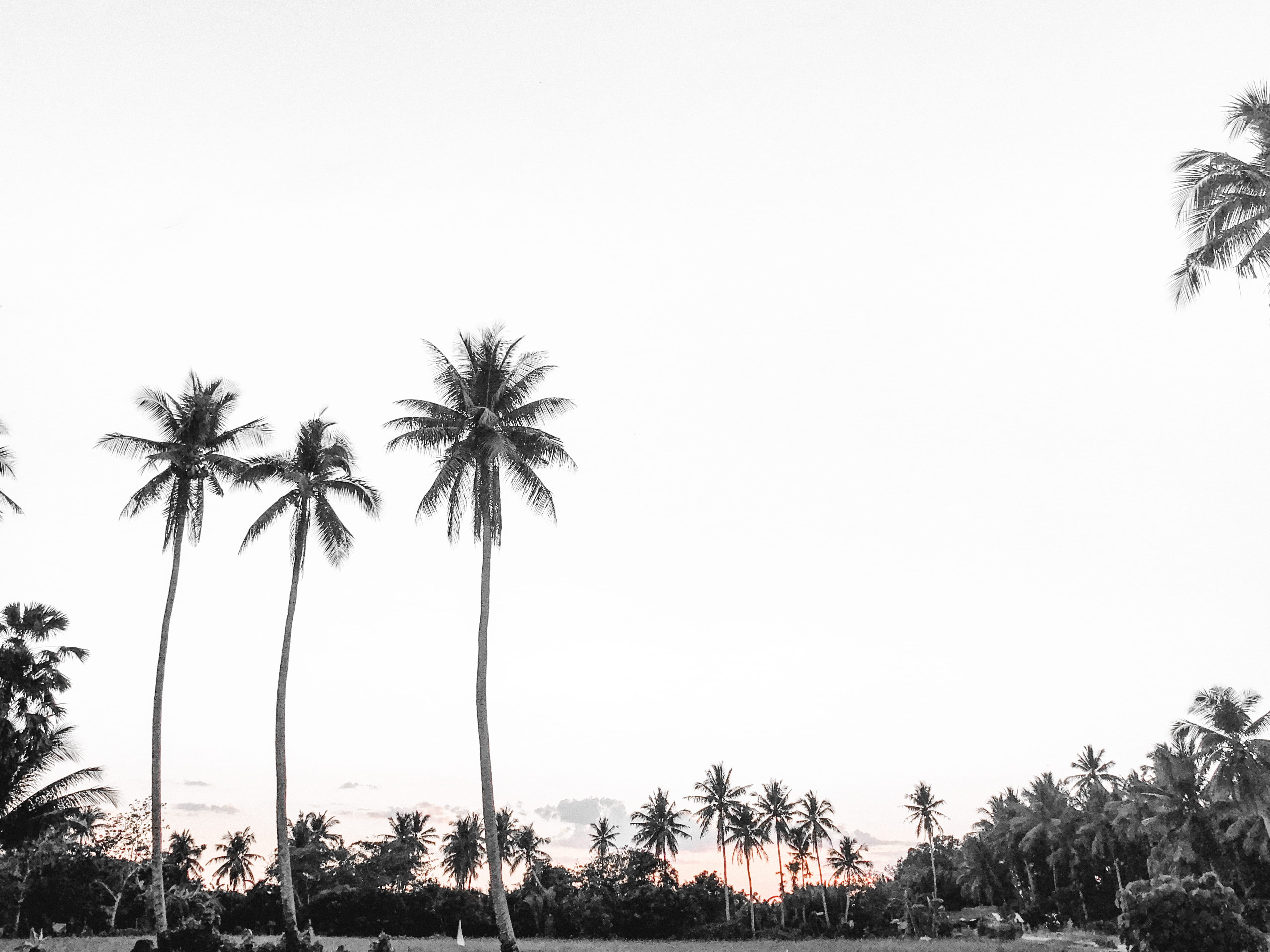 clean, libon, summer, plant, white, treelined, no people, tree trunk, scenics - nature, palm trees, clear sky, outdoors, tropical tree, leaves, copy space, HD Wallpaper