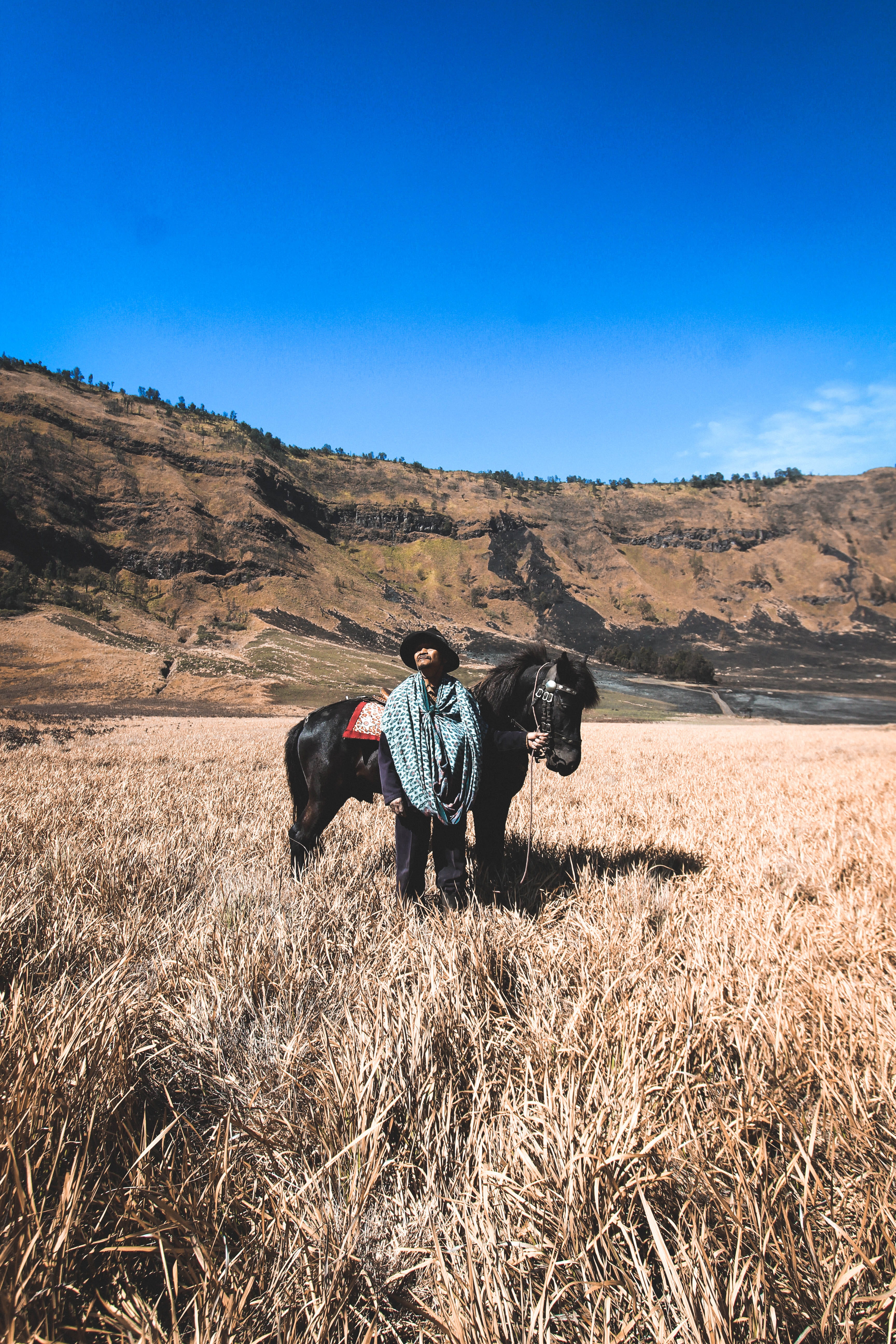 farm, 5K, field, plant, sunlight, non-urban scene, stand, bromo tengger semeru national park, horse, sky, grass, countryside, grassland, beauty in nature, Phone HD Wallpaper