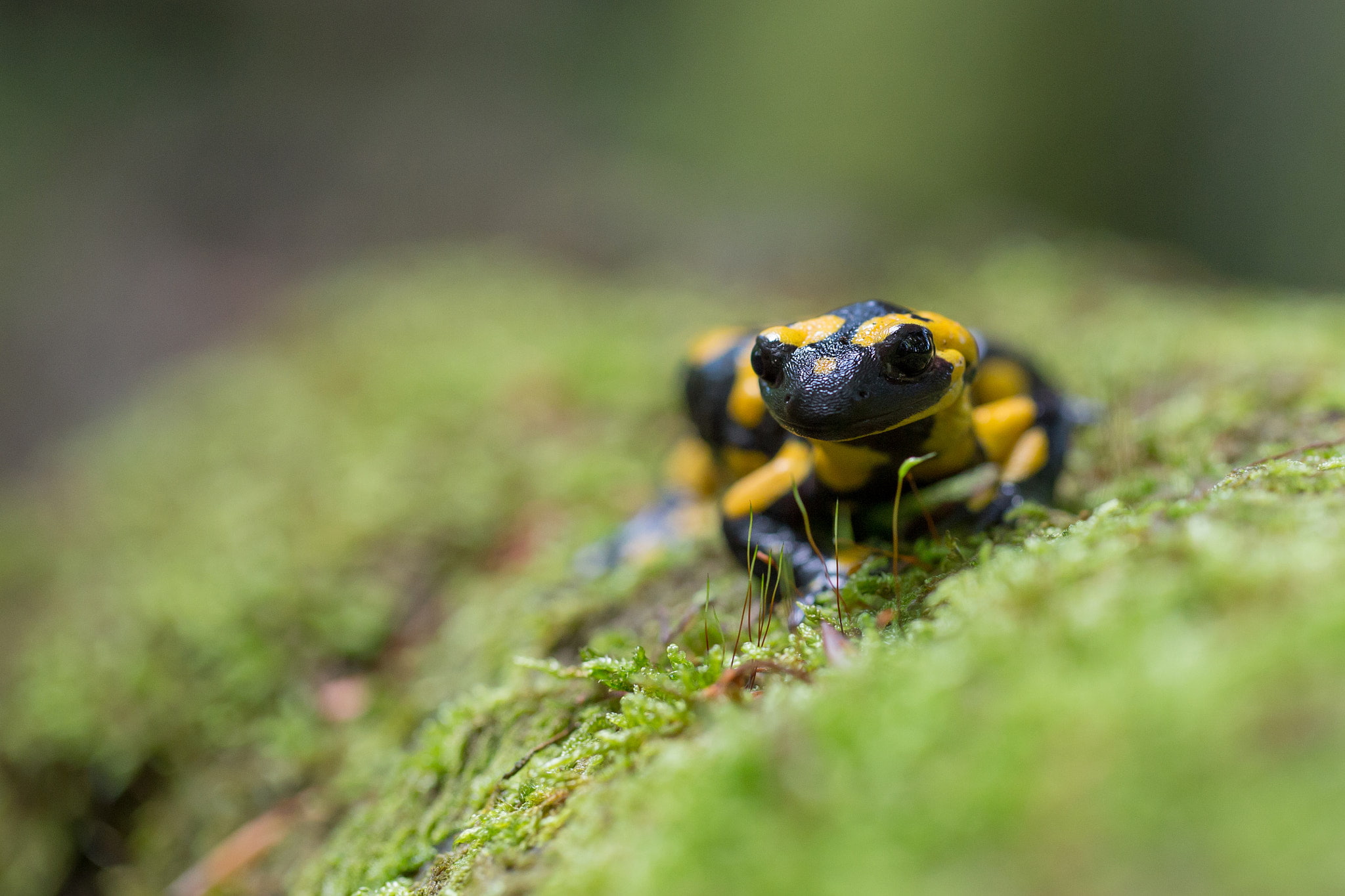 no people, one animal, animals in the wild, animals, nature, close-up, Pavel Hajer, zoology, moss, animal themes, salamanders, invertebrate, plant, animal wildlife, HD Wallpaper