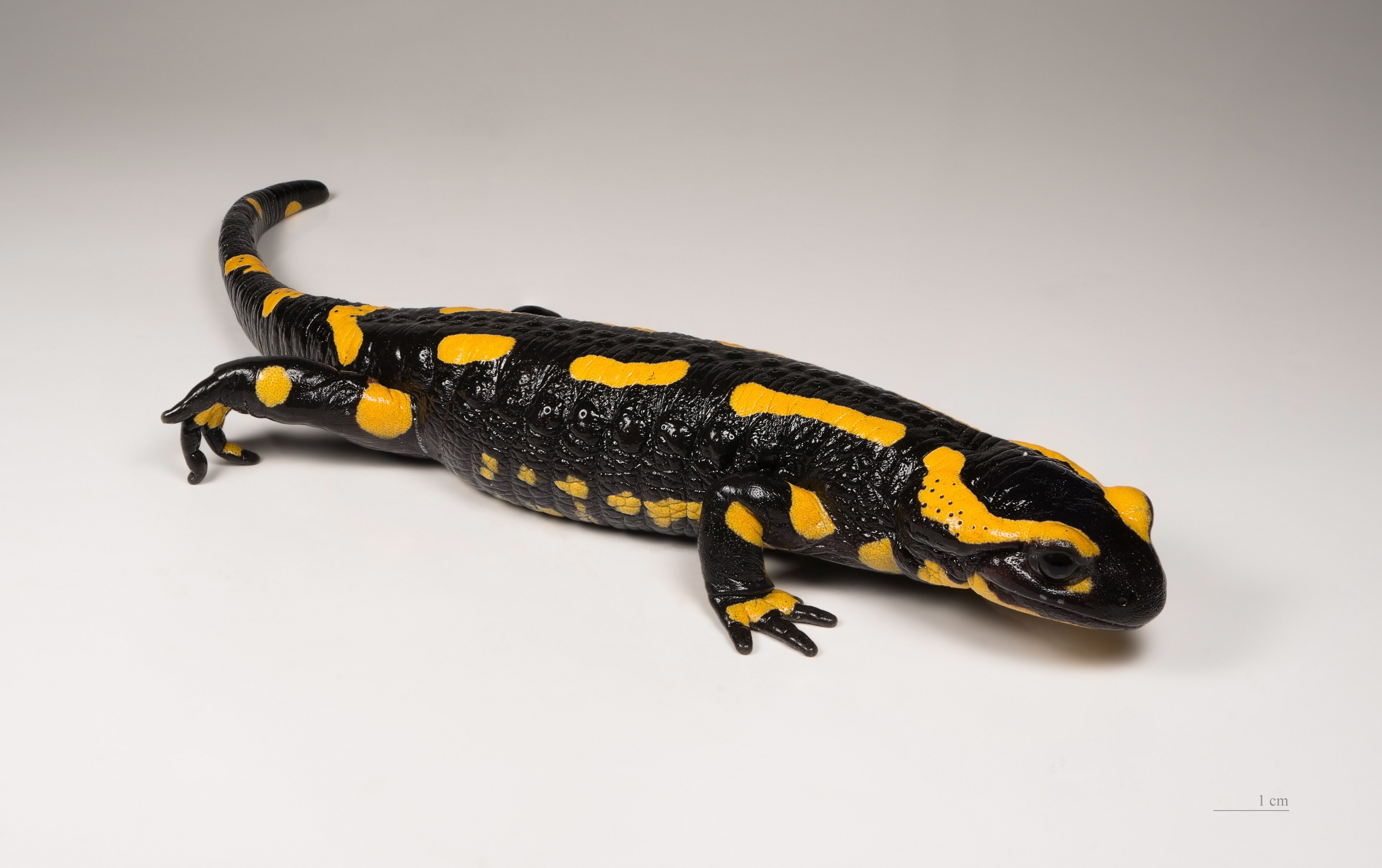 salamander, 5K, HD Wallpaper