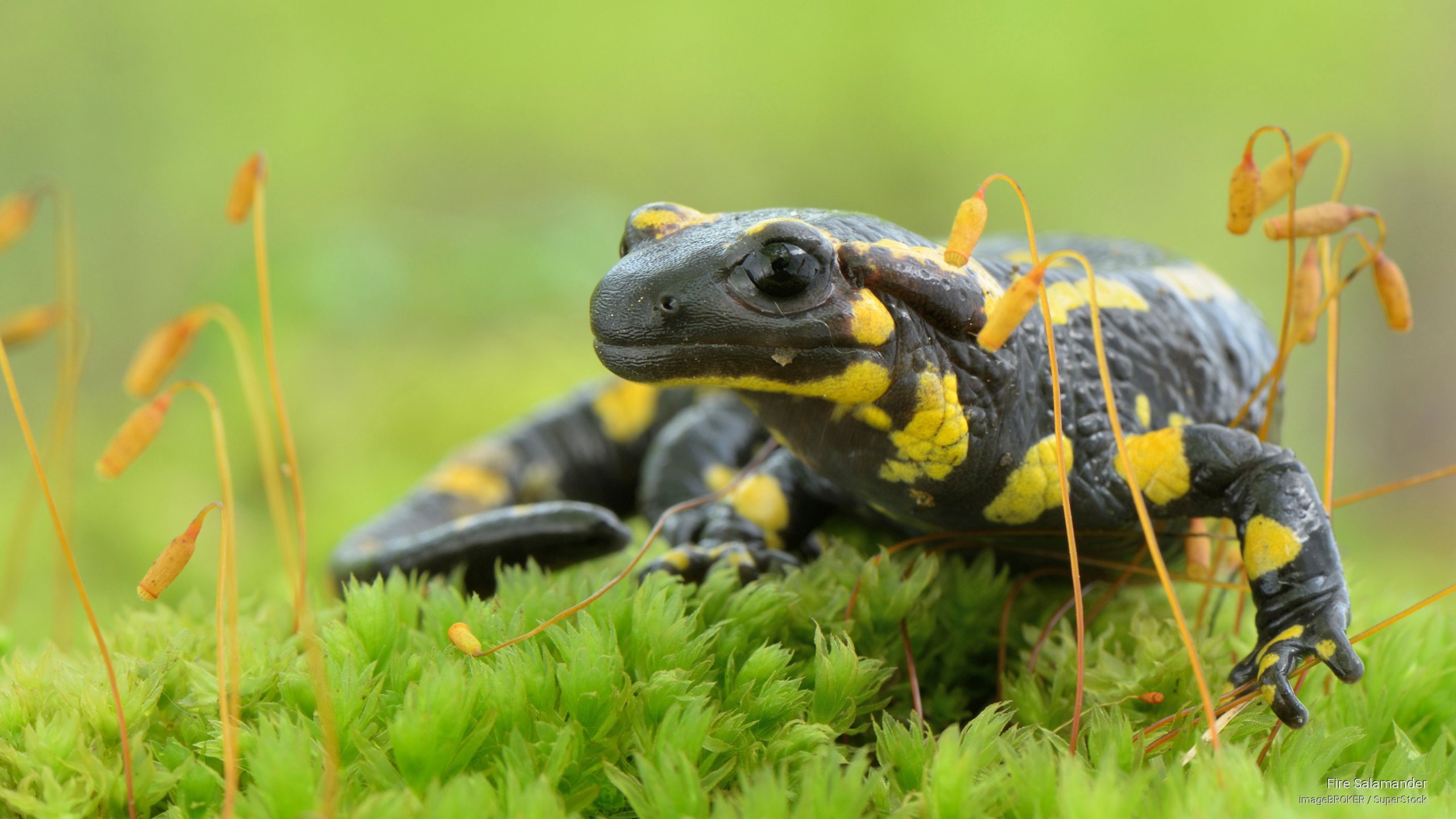 salamander, Animals, 2K, fire, HD Wallpaper