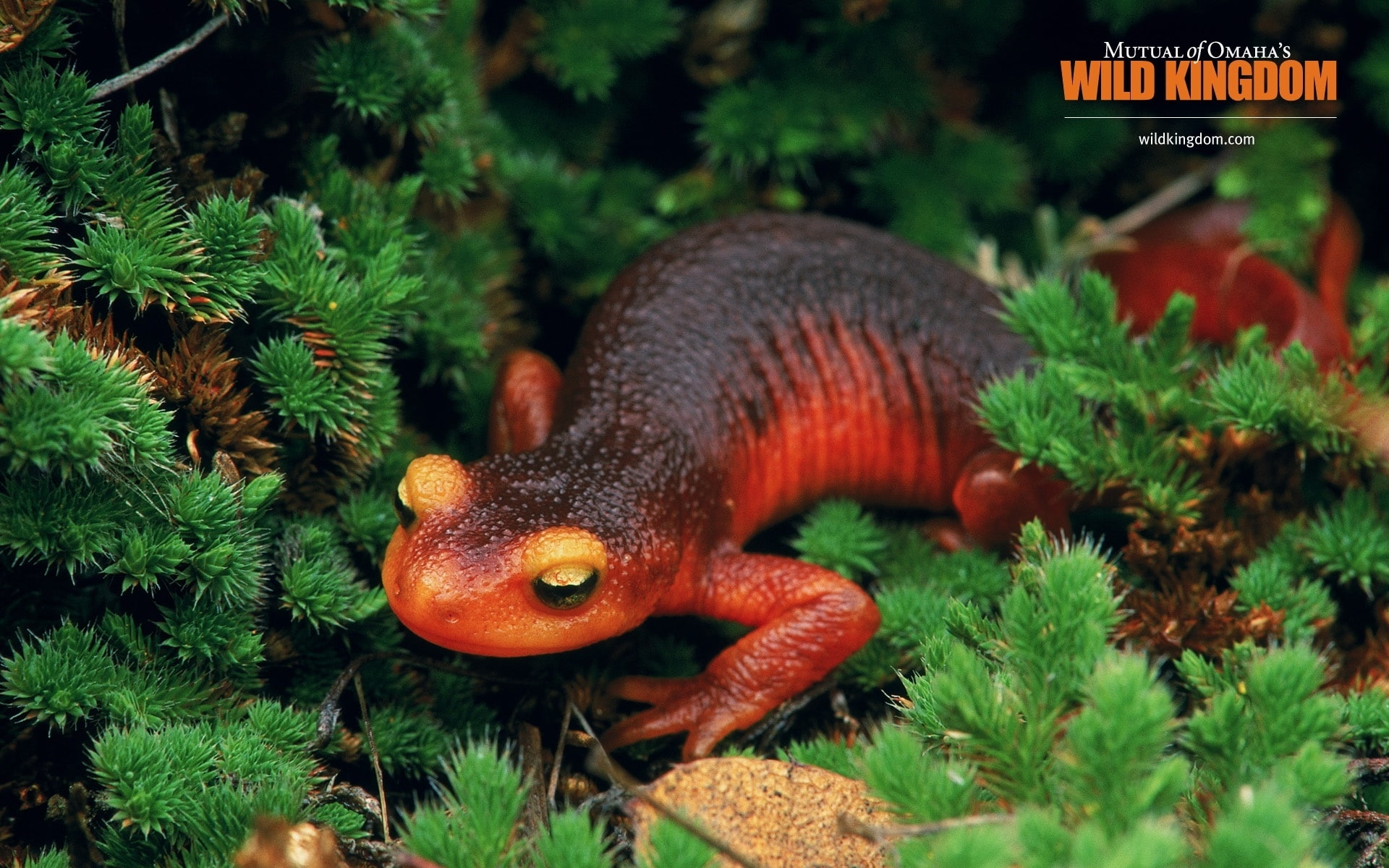 1080P, salamander, HD Wallpaper