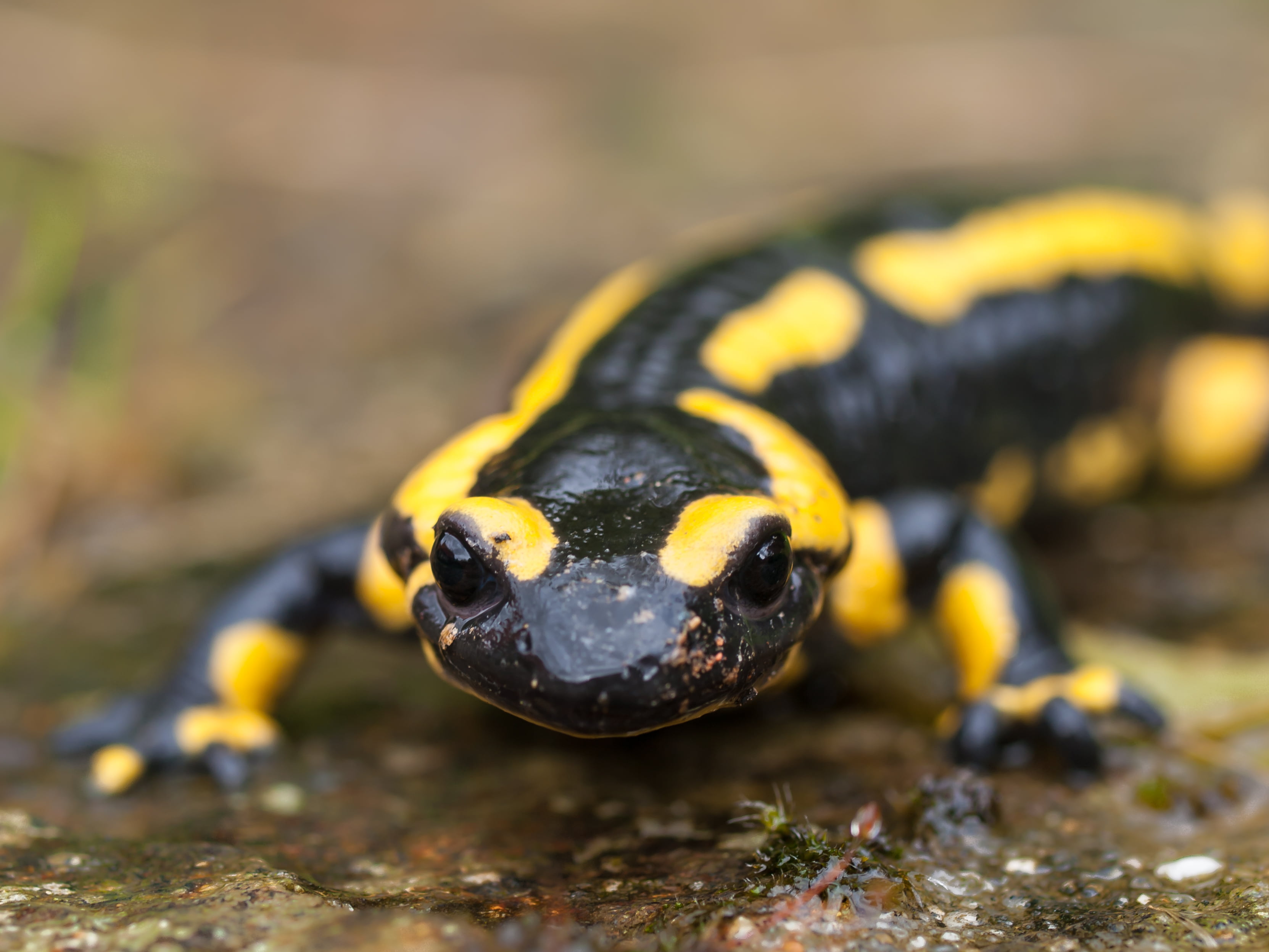 wet, reptile, vacation, family, 2K, animal, Buais, nature, lizard, digital-slr, Normandy, Zuiko Digital, Olympus E-3, France, Fire Salamander, wildlife, HD Wallpaper