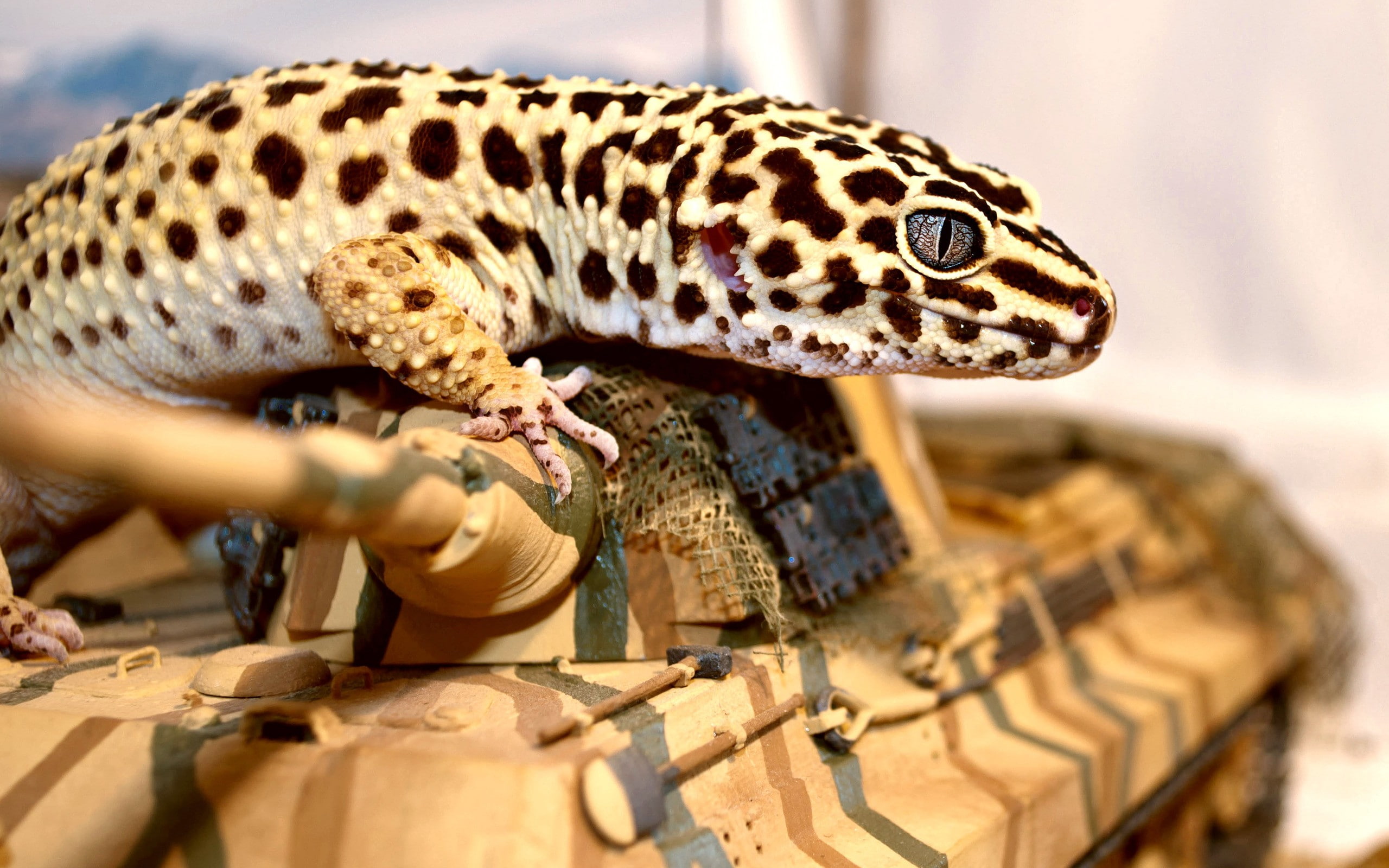 black, animals, gecko, salamander, 2K, macro, white, hd, reptile, HD Wallpaper
