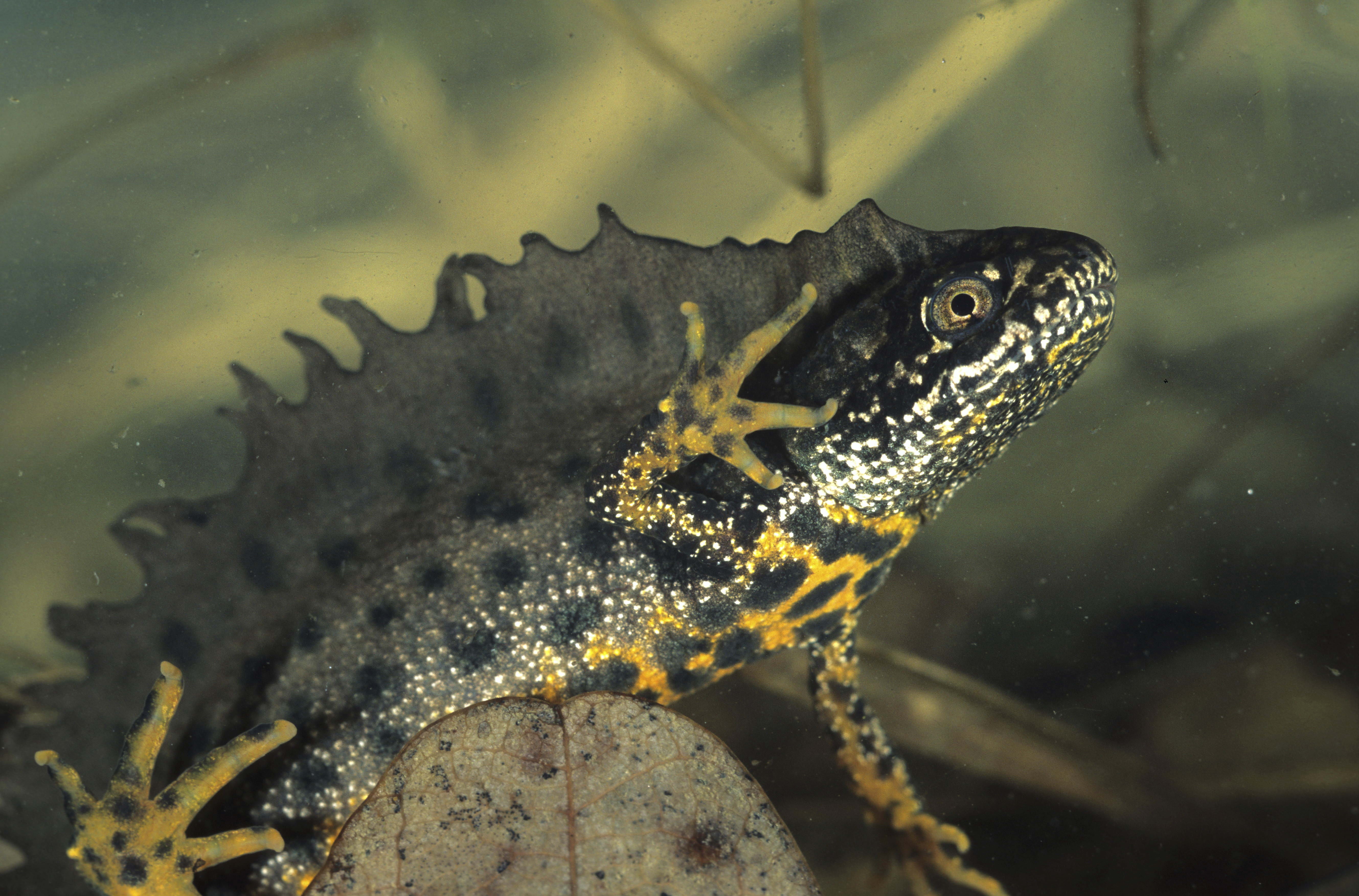 living Organism, amphibian, close-up, brown, wildlife, side view, communication, macro, animal body part, profile view, small, 5K, animal themes, sea life, HD Wallpaper