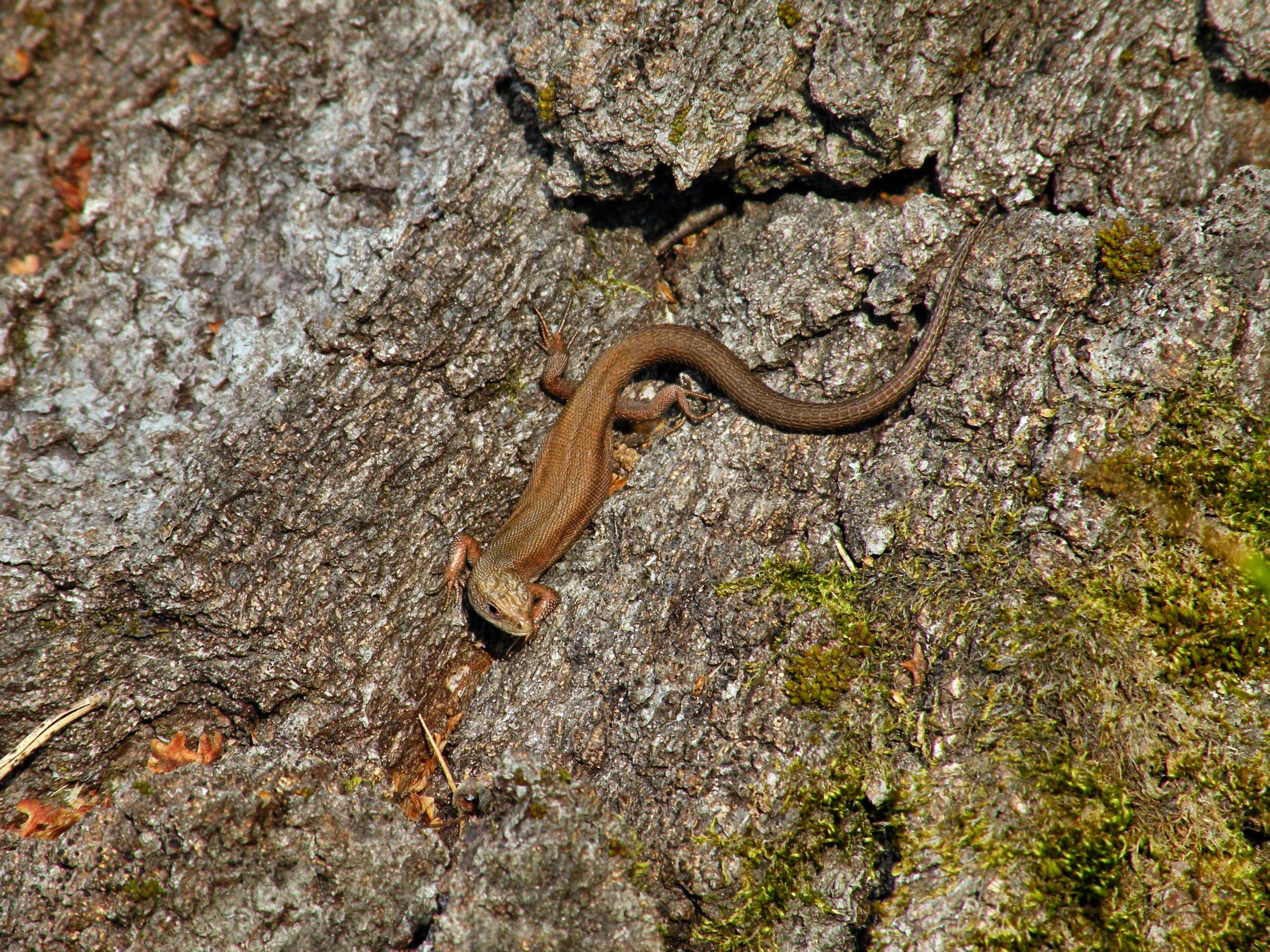 close-up, brown, crawling, animal themes, reptile, snake, lizard, wildlife, climb, vertebrate, salamander, bark, worm, animal wildlife, trunk, animals In The Wild, HD Wallpaper