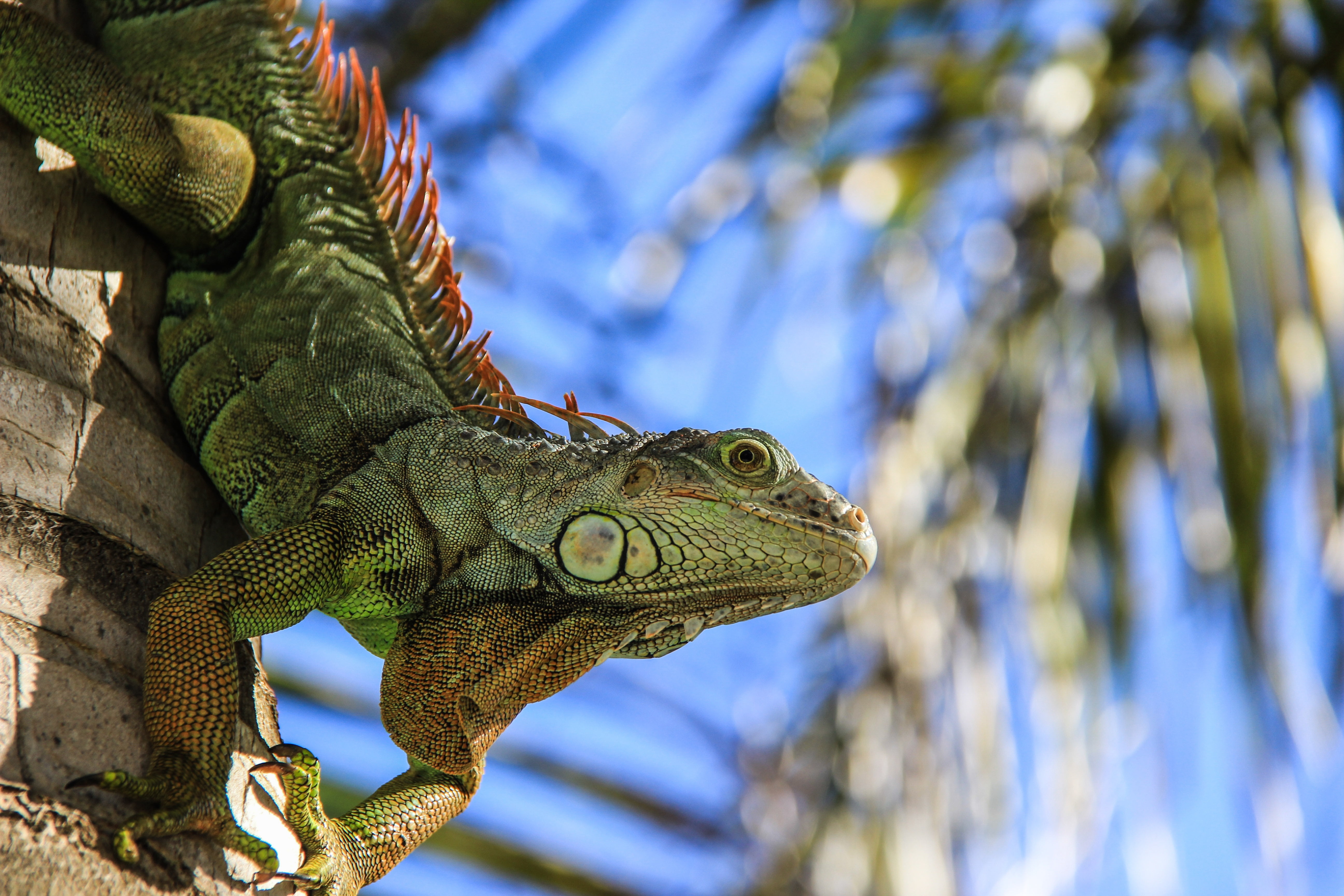 green, tropical Climate, animal head, focus on foreground, branch, animal themes, chameleon, outdoors, iguana, one animal, amphibian, animal eye, dragon, HD Wallpaper