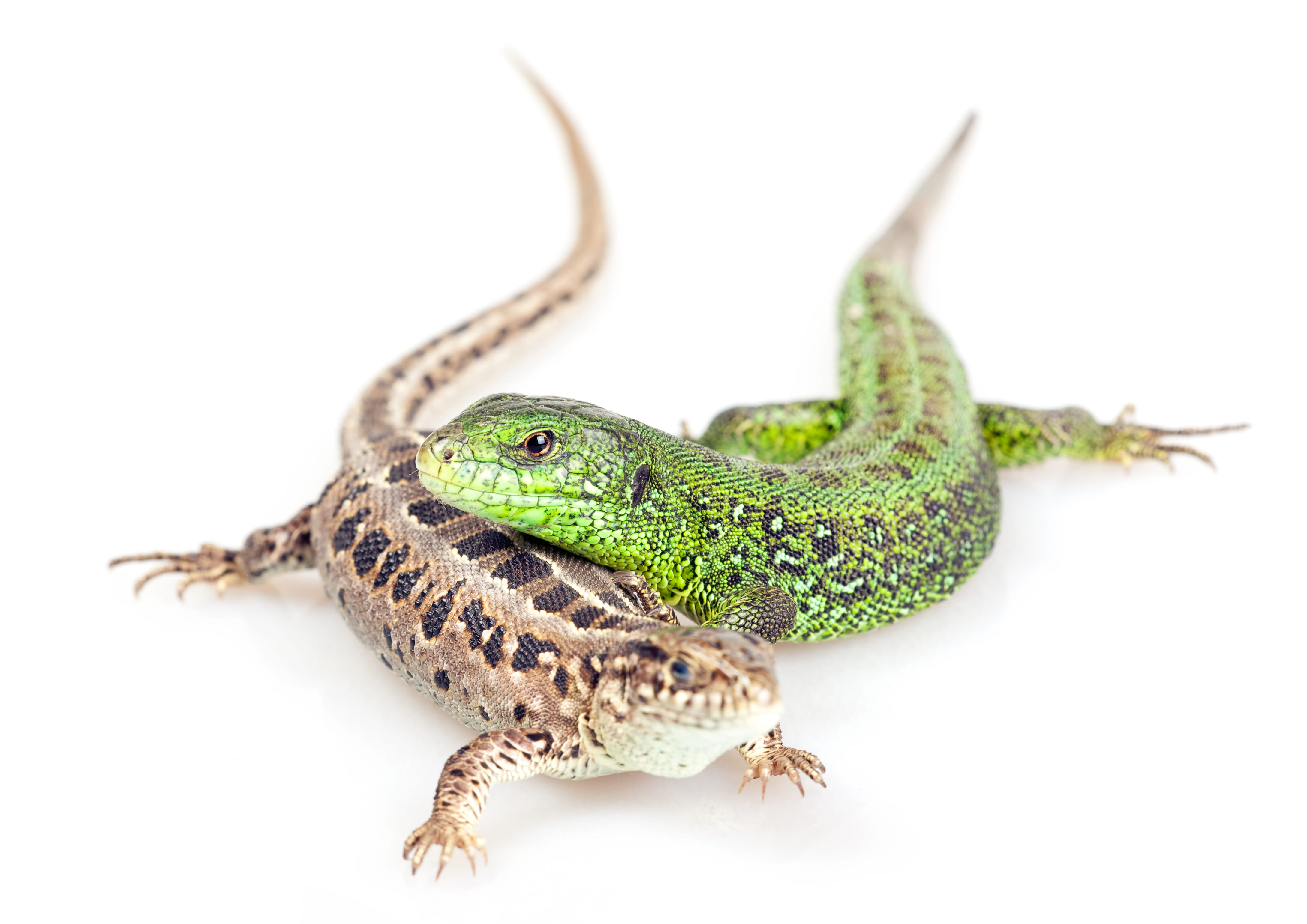 animal eye, animal head, wild, body, gecko, animal scale, down, scale, green color, remote, close-up, exotic, pet, small, wildlife, reptile, triton, climbing, HD Wallpaper