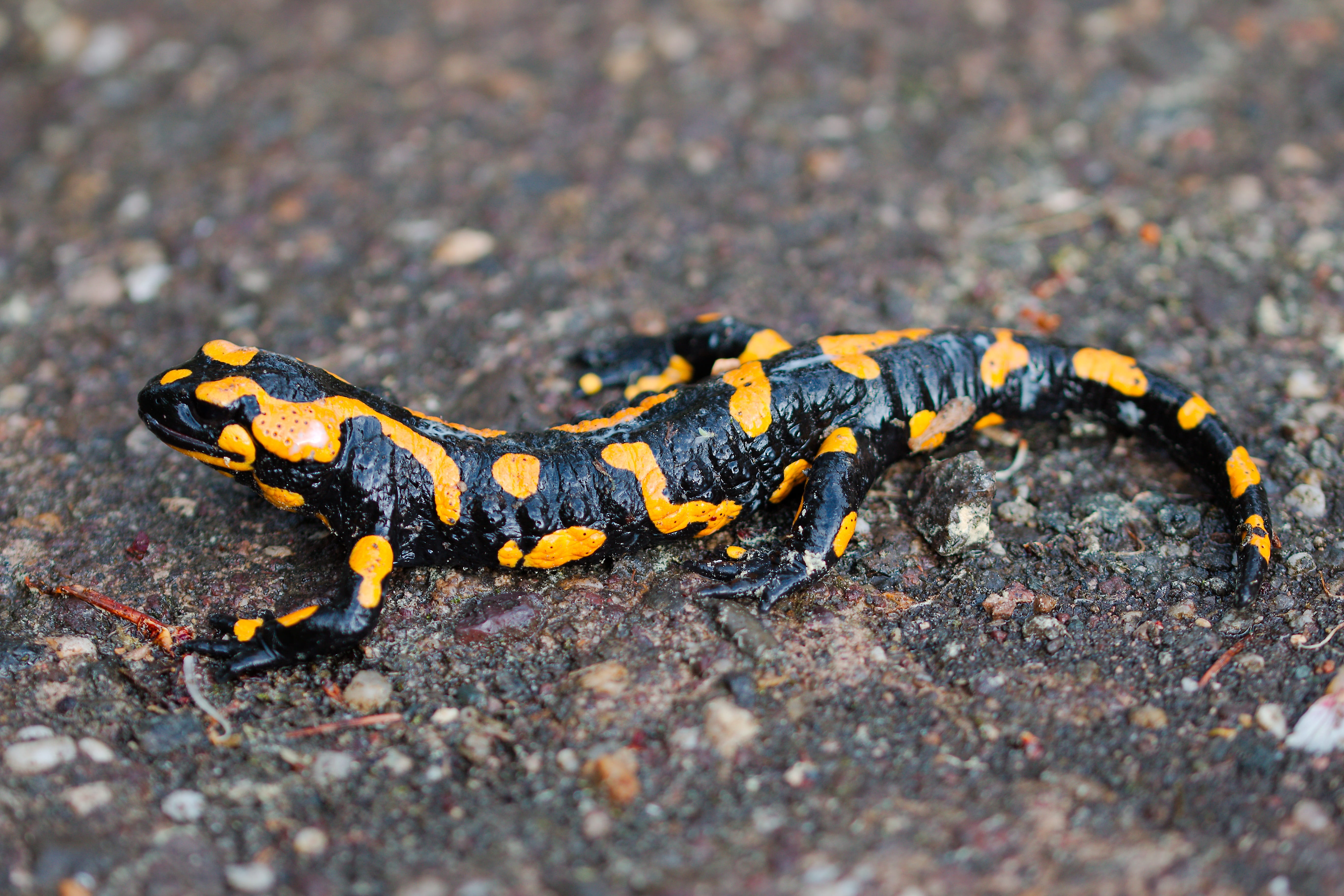 day, salamander, small, park, away, sunlight, yellow, full length, exotic, nature, black, animals in the wild, 5K, vertebrate, outdoors, scenic, animal wildlife, HD Wallpaper