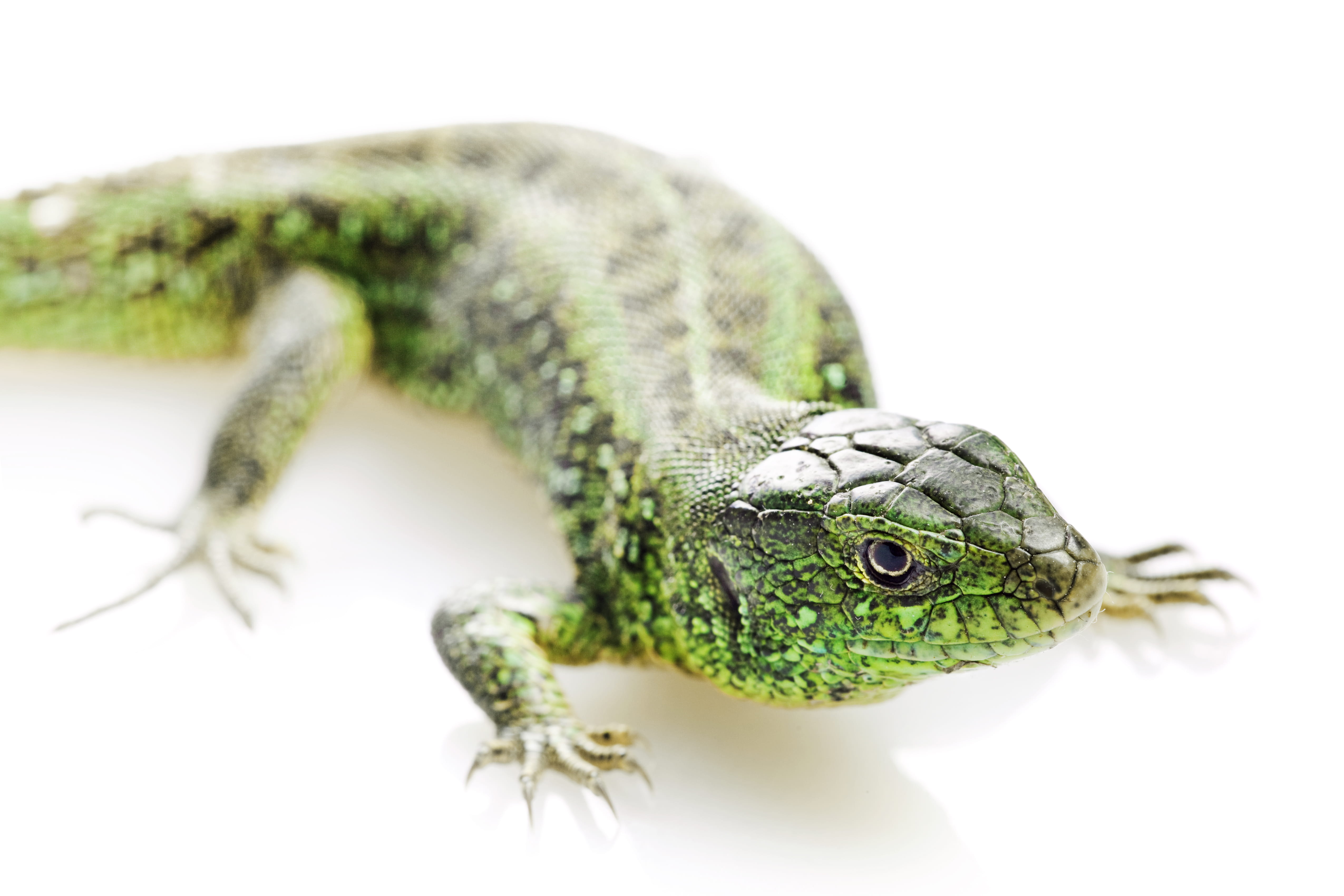 lying, one animal, color, 4K, macro, animal wildlife, outdoors, nature, elegant, triton, day, studio shot, white background, image, foot, no people, cold, HD Wallpaper