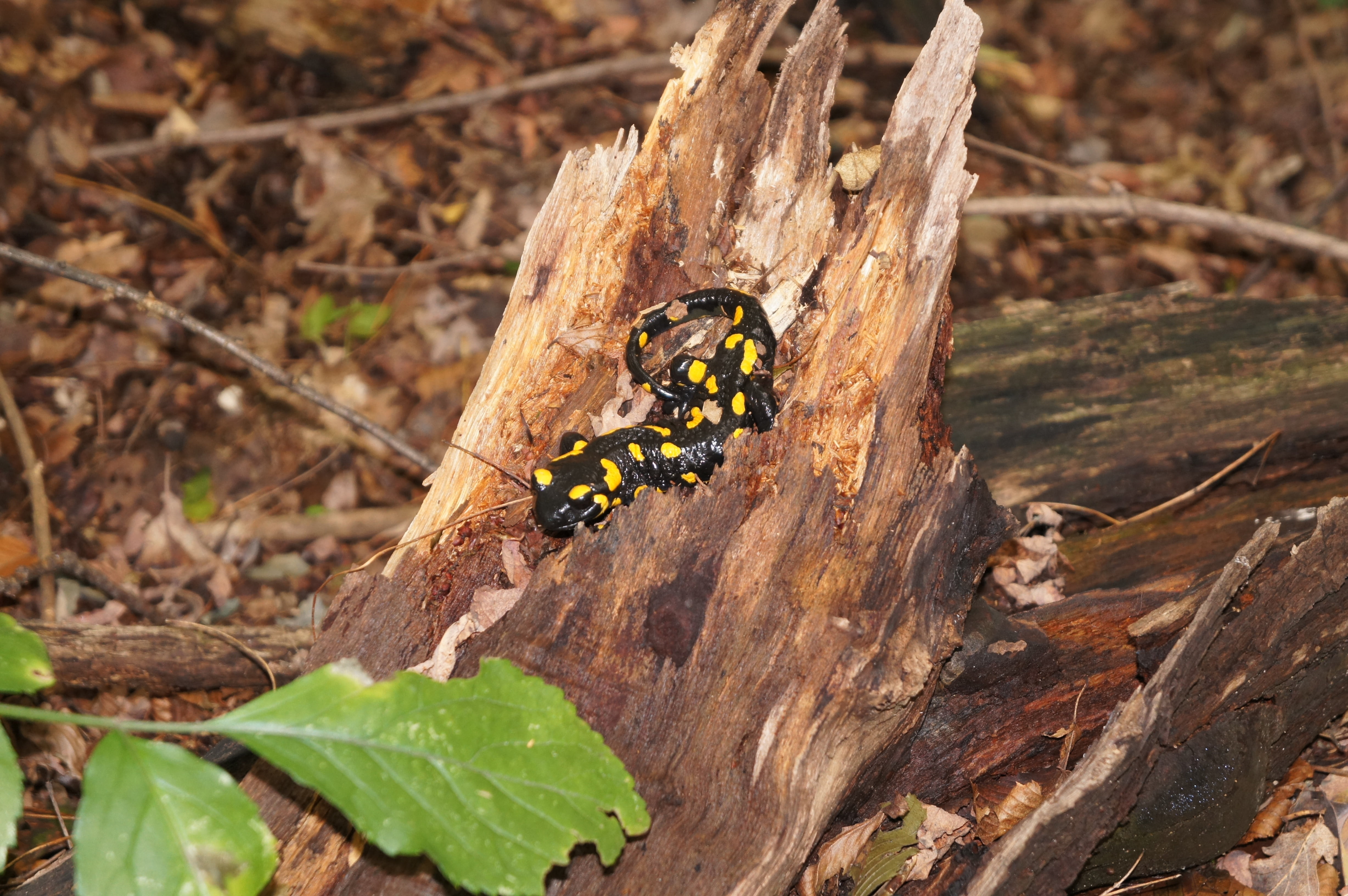 4K, spotted salamander, no people, salamander, plant, trunk, butterfly - insect, close-up, forest, day, focus on foreground, tree, animals in the wild, HD Wallpaper