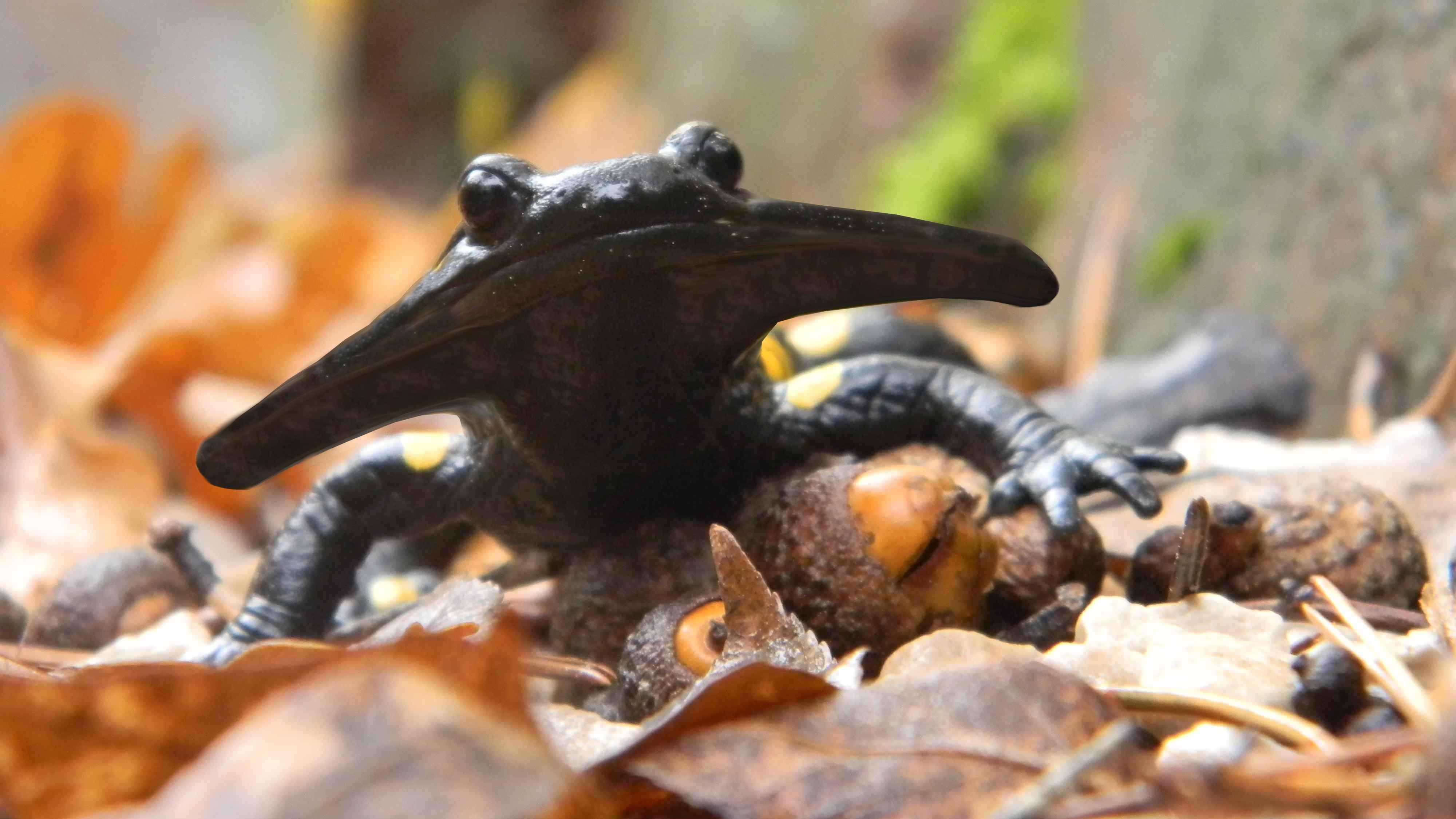 4K, salamander, HD Wallpaper
