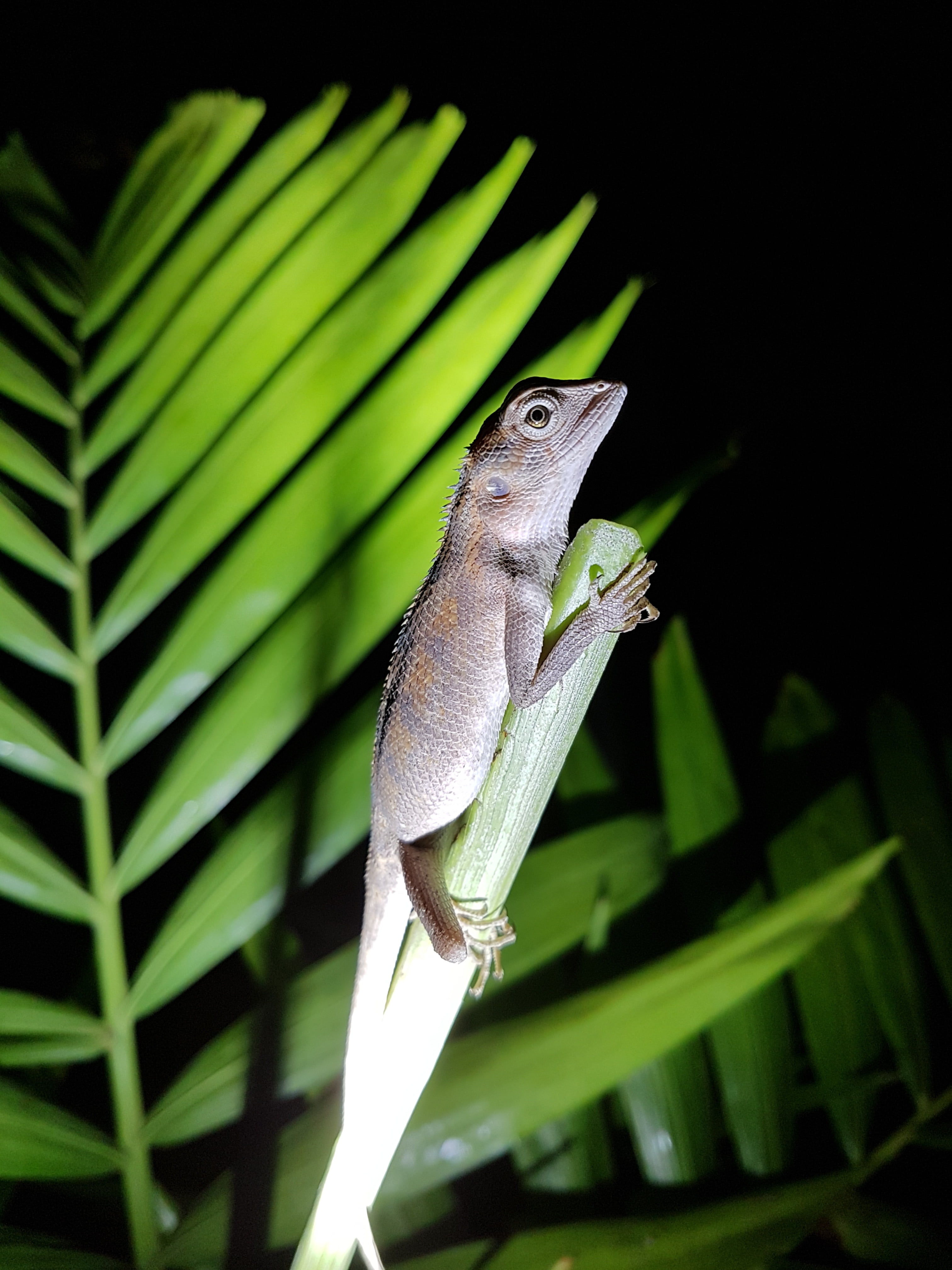 selective focus, close-up, focus on foreground, outdoors, animal themes, salamander, one animal, palm leaf, animal scale, reptile, day, looking, plant, Phone HD Wallpaper