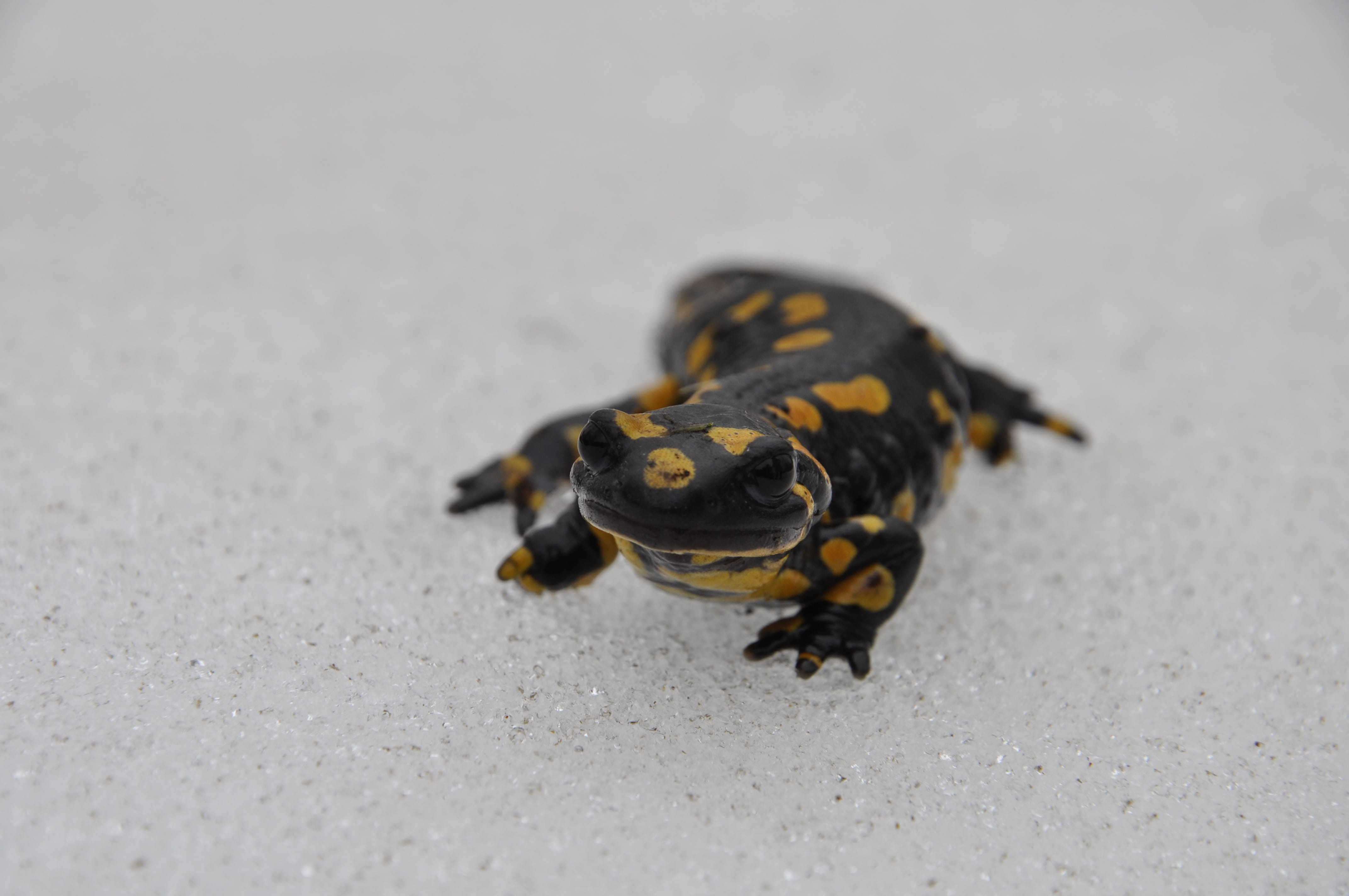 day, invertebrate, no people, full length, zoology, outdoors, land, animals in the wild, animal wildlife, reptile, 4K, snow, close-up, salamander, selective focus, HD Wallpaper