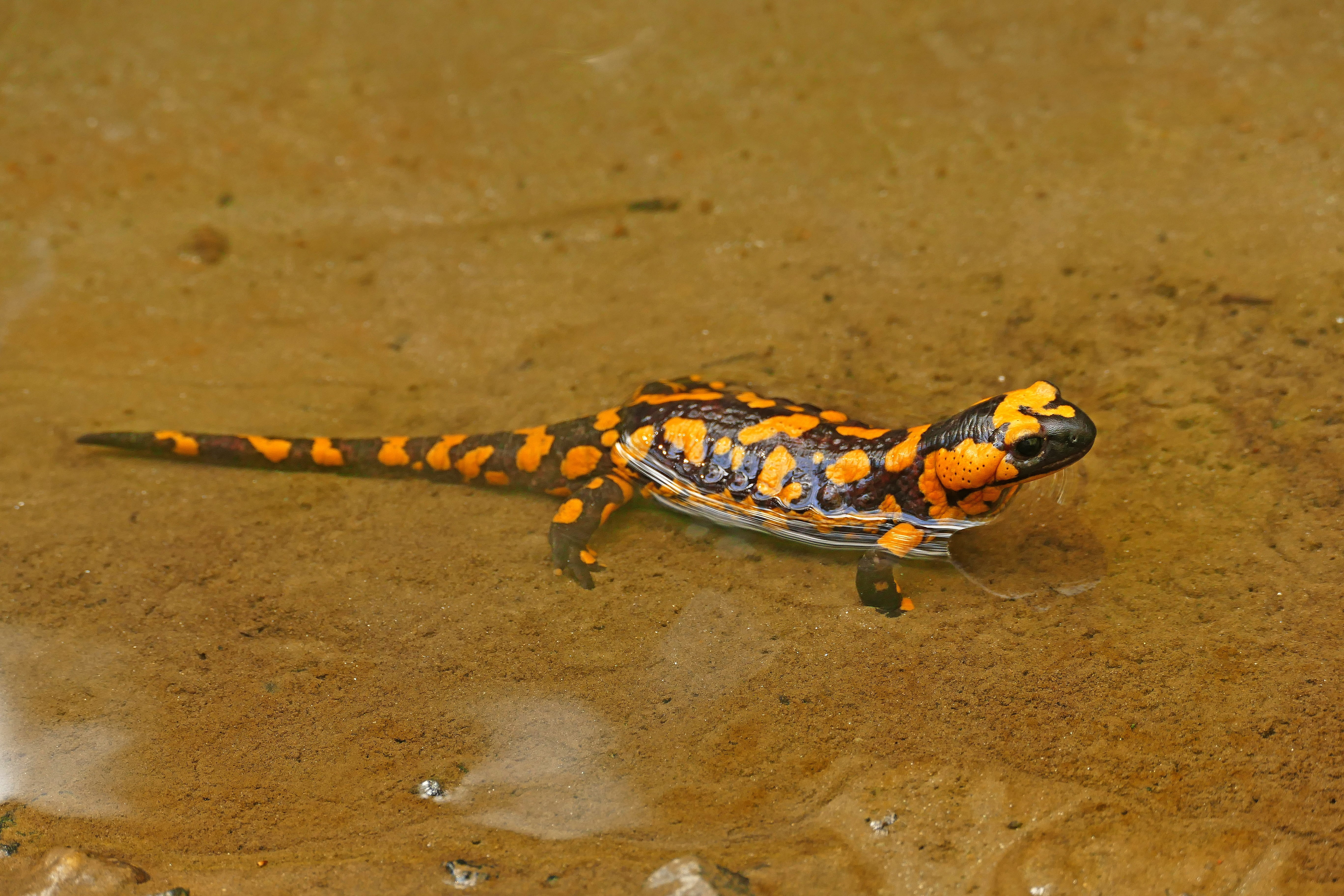 yellow, colorful, insect, Lizard, Fire Salamander, reptile, creature, focus on foreground, zoology, cold blooded, Nature, orange color, invertebrate, one animal, HD Wallpaper