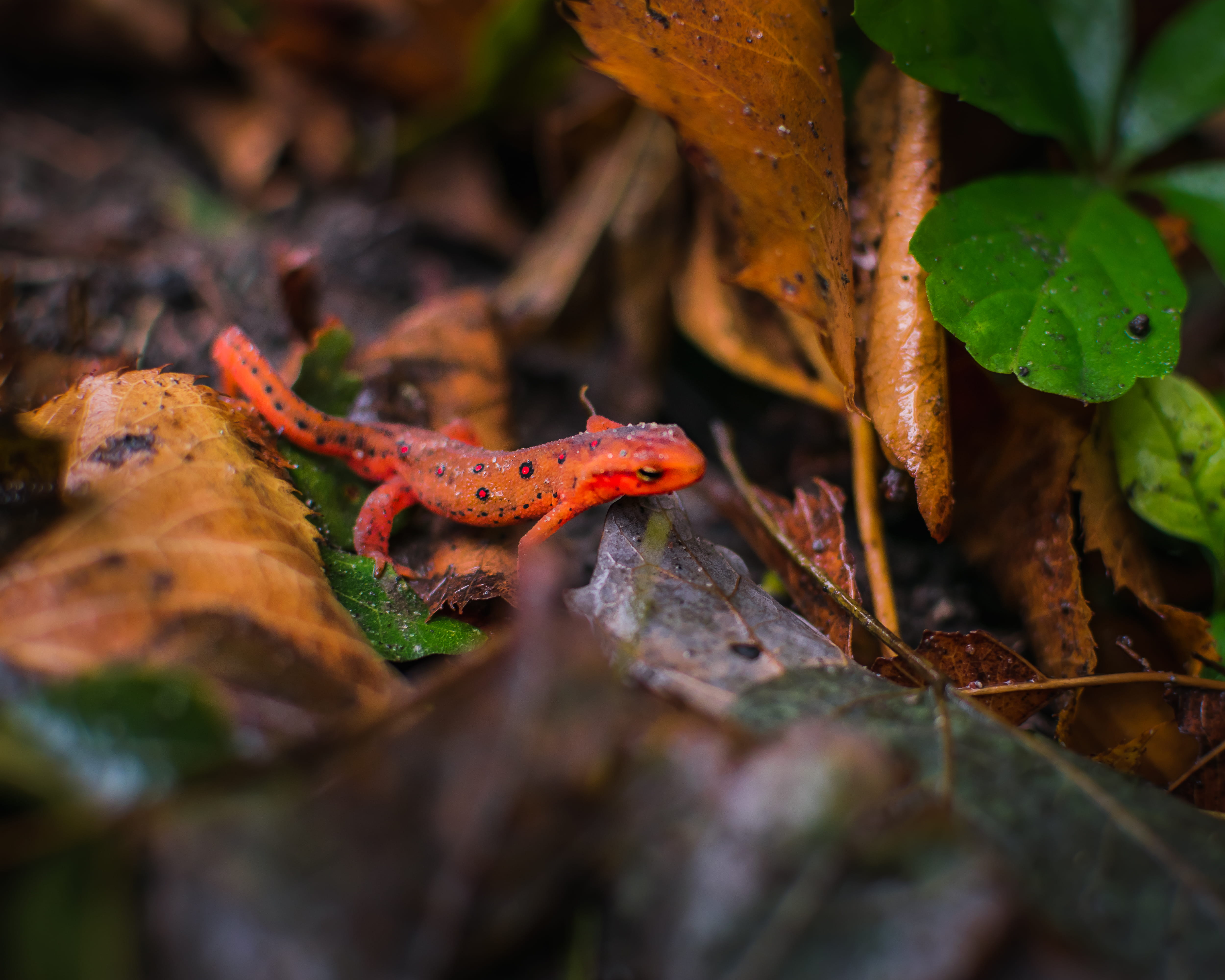 animal themes, plant, nature, animal wildlife, forest, fungus, close-up, toad, no people, land, wildlife, autumn, animals in the wild, macro, outdoors, HD Wallpaper
