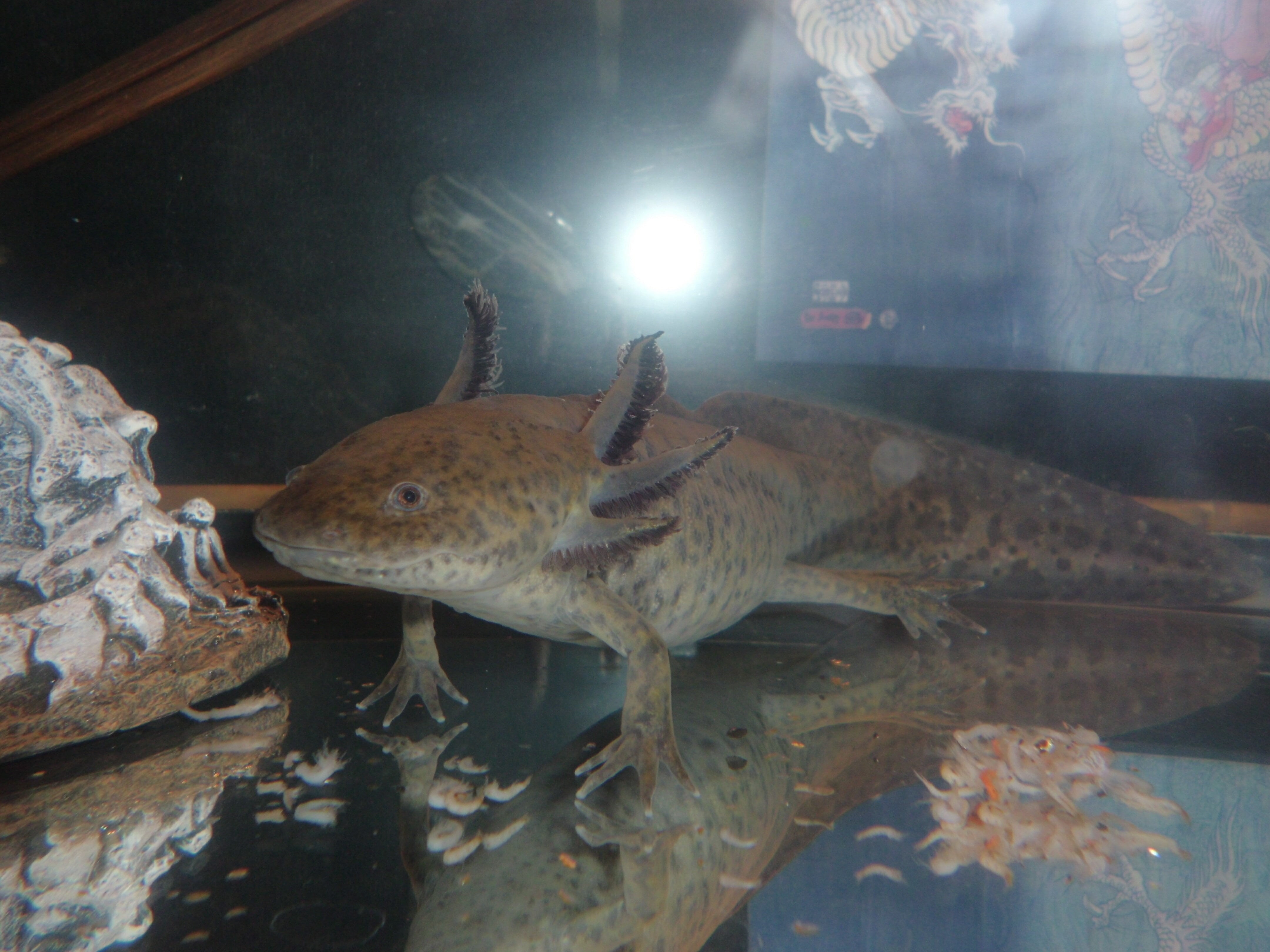 animals in captivity, amphibia, animal themes, aquatic, sea life, water, undersea, animal wildlife, amphibians, swimming, salamanders, gray, animals in the wild, HD Wallpaper
