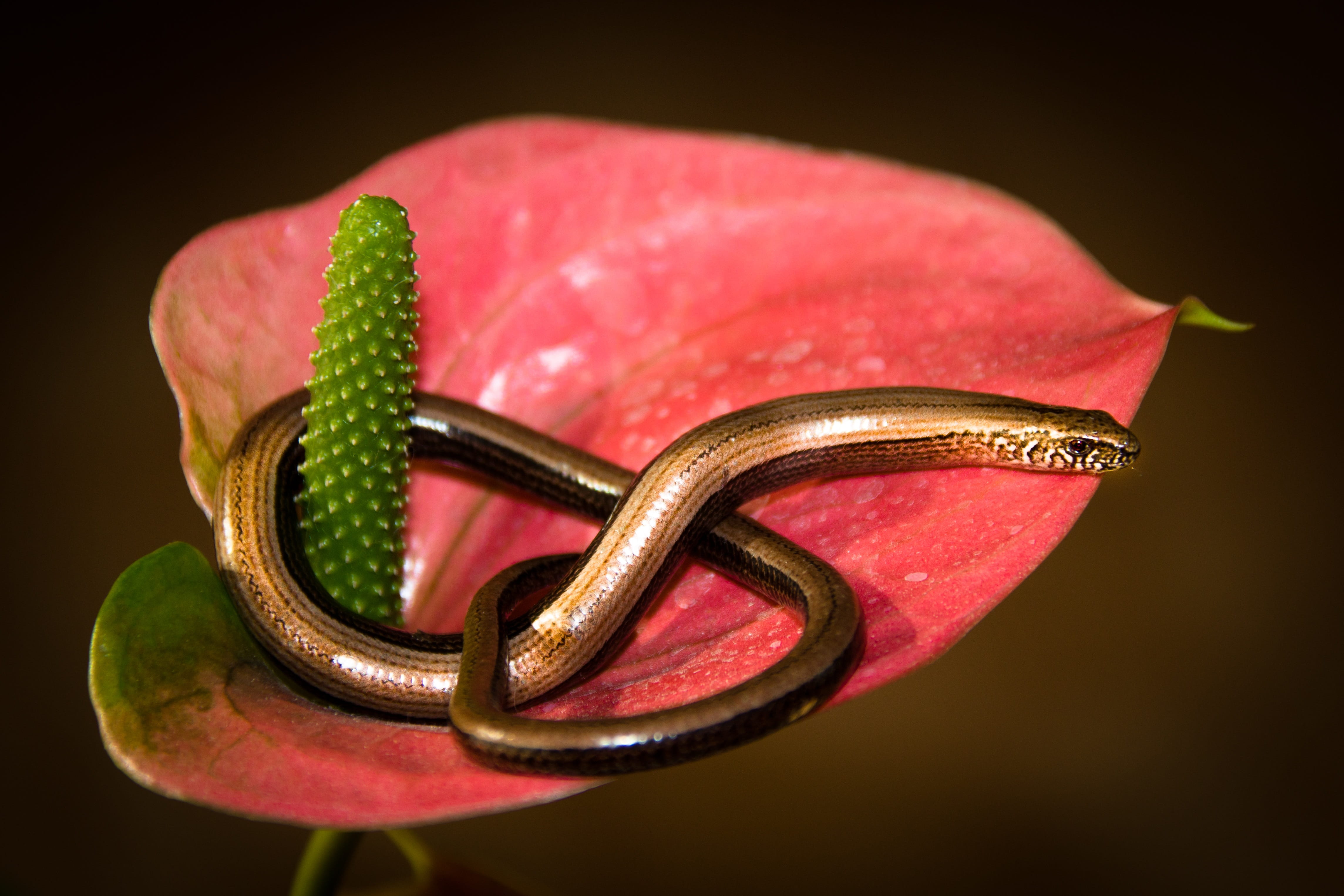 close-up, jewelry, event, black background, 4K, studio shot, gold, reptile, engagement, indoors, no people, nature, wealth, positive emotion, ring, slow worm, HD Wallpaper