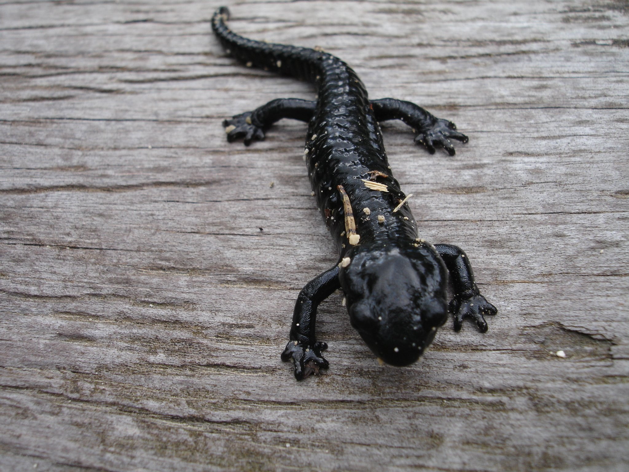 black color, wood - material, amphibian, lizard, no people, food and drink, reptile, black, animal themes, animal, 1080P, focus on foreground, creature, HD Wallpaper
