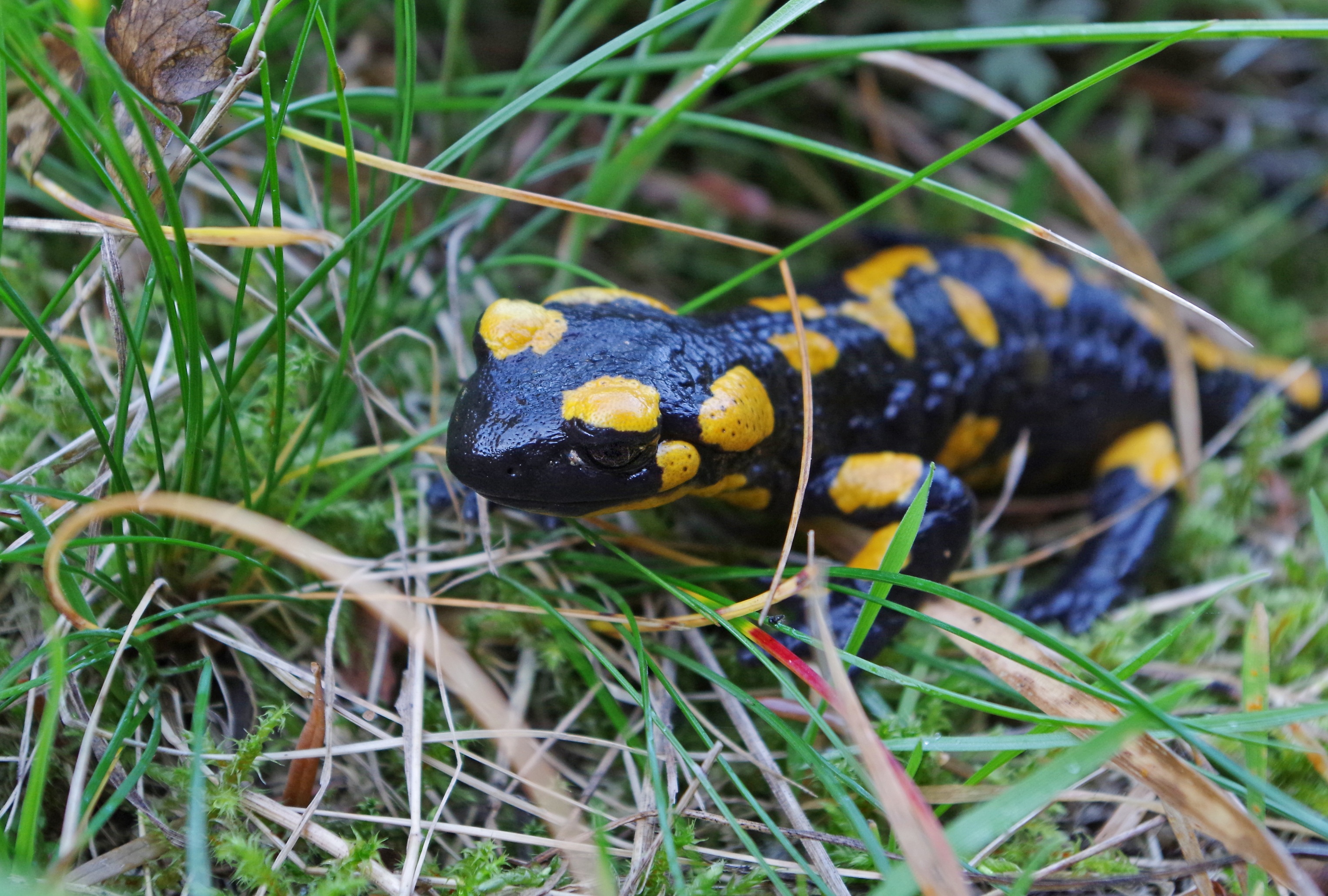 plant, no people, mountains, animal wildlife, yellow, focus on foreground, land, grass, insect, close-up, one animal, blade of grass, salamander, vertebrate, HD Wallpaper