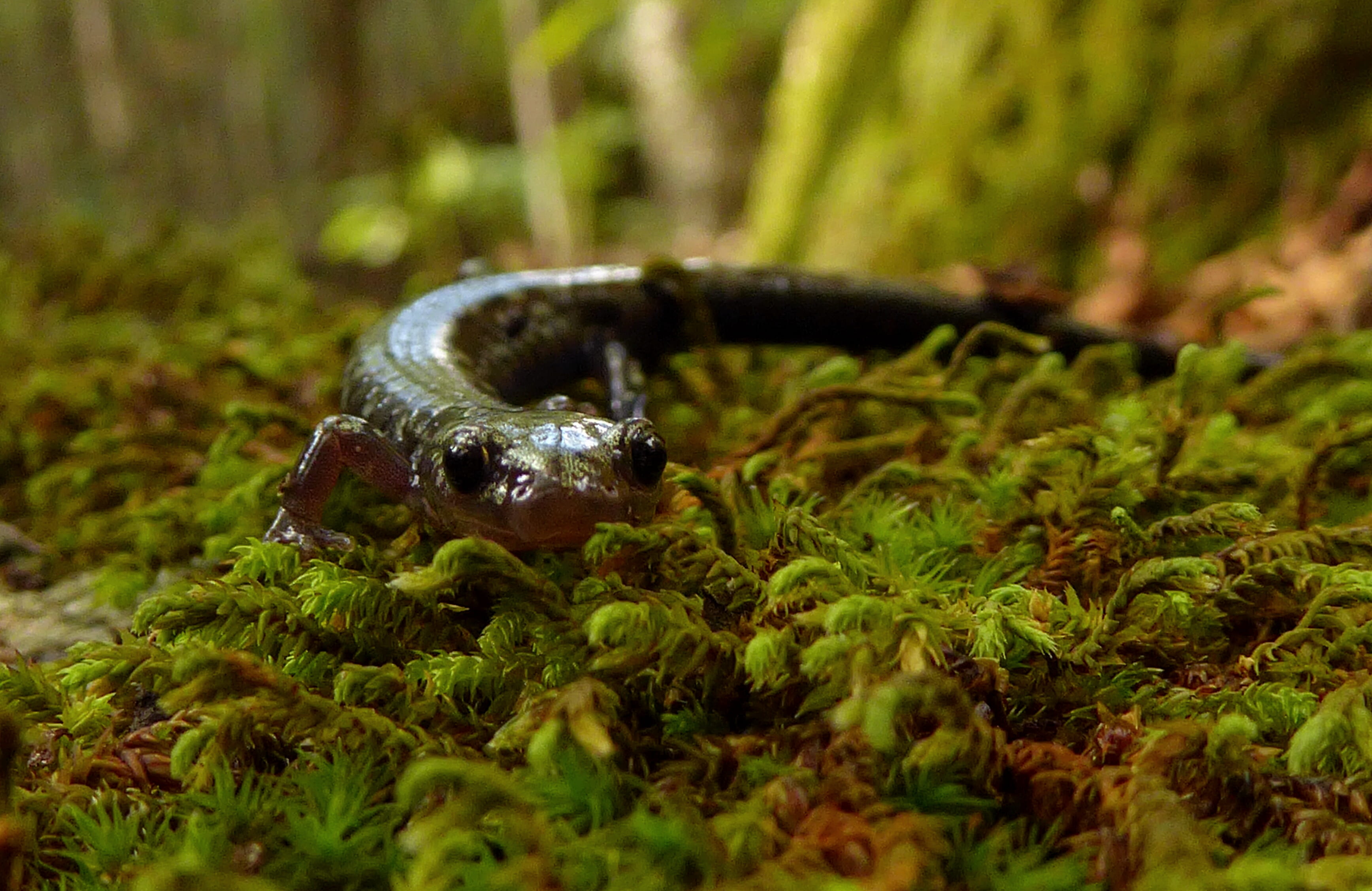 grass, woods, marine, eyes, animal, animal themes, plant, land, one animal, animals in the wild, crawl, animal wildlife, outdoors, moss, nature, reptile, HD Wallpaper