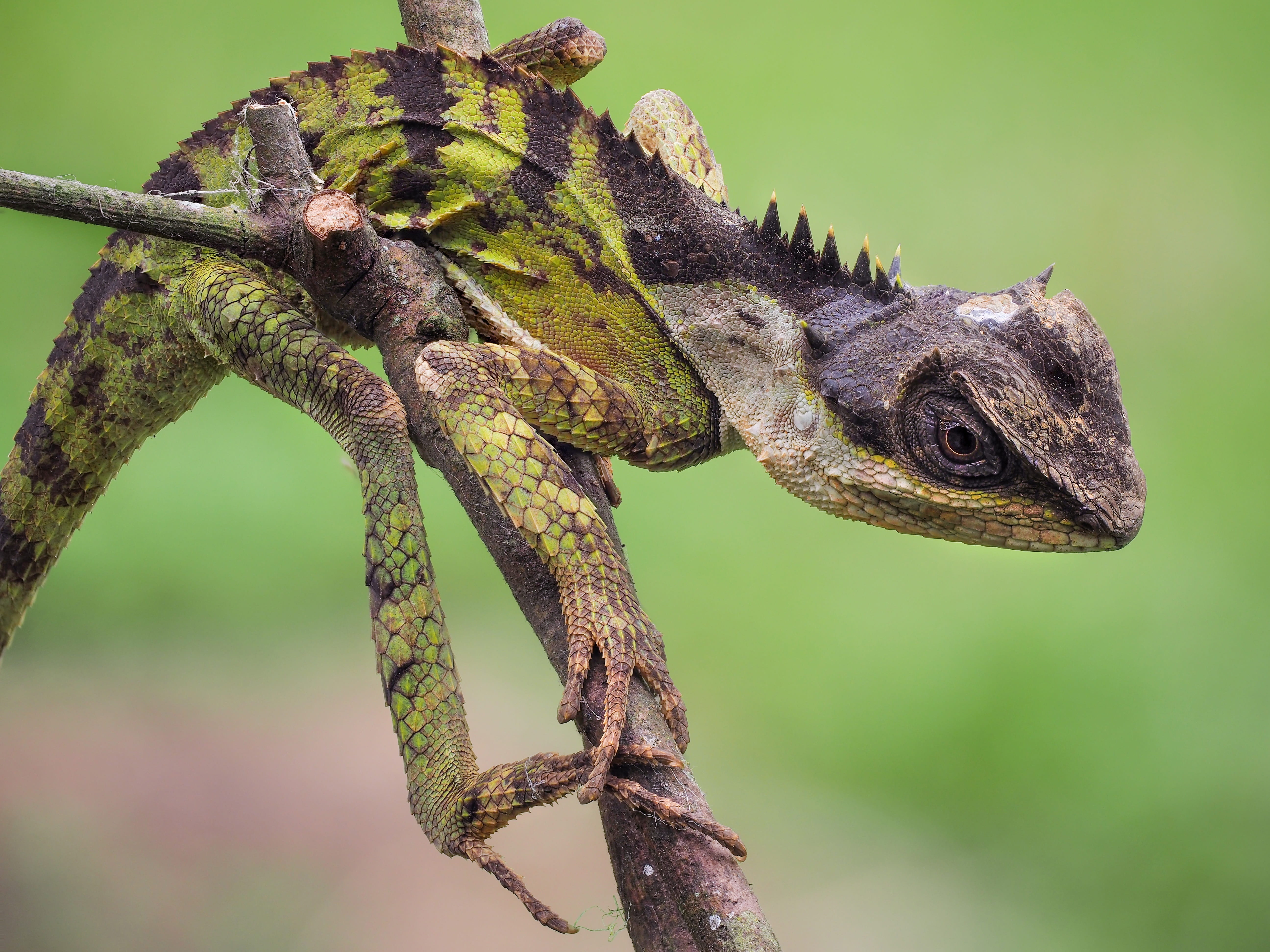 plant, lizard, reptile, vietnam, profile view, animal head, 5K, animal themes, branch, wildlife, chameleon, no people, reptiles, close-up, outdoors, animal wildlife, HD Wallpaper