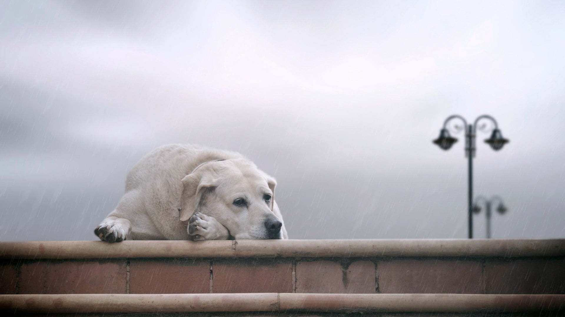 waiting, one animal, mammal, domestic, nature, nebulae, purebred Dog, coated, playful, low angle view, pets, portrait, canine, focus on foreground, dogs, HD Wallpaper