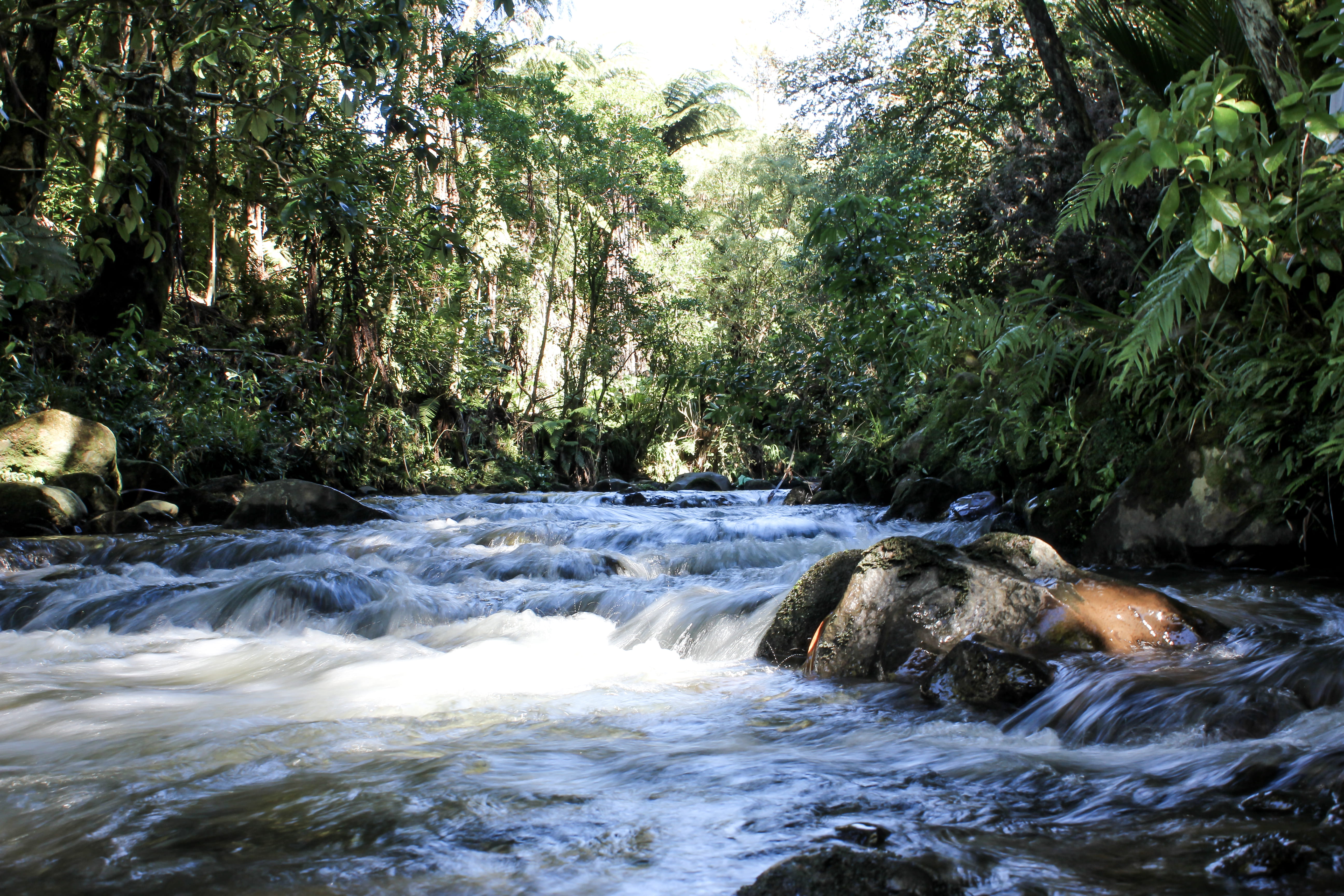 flowing water, taranaki, new zealand, land, power in nature, nature, stream, solid, rock - object, no people, water, 5K, day, growth, rock, stream - flowing water, HD Wallpaper