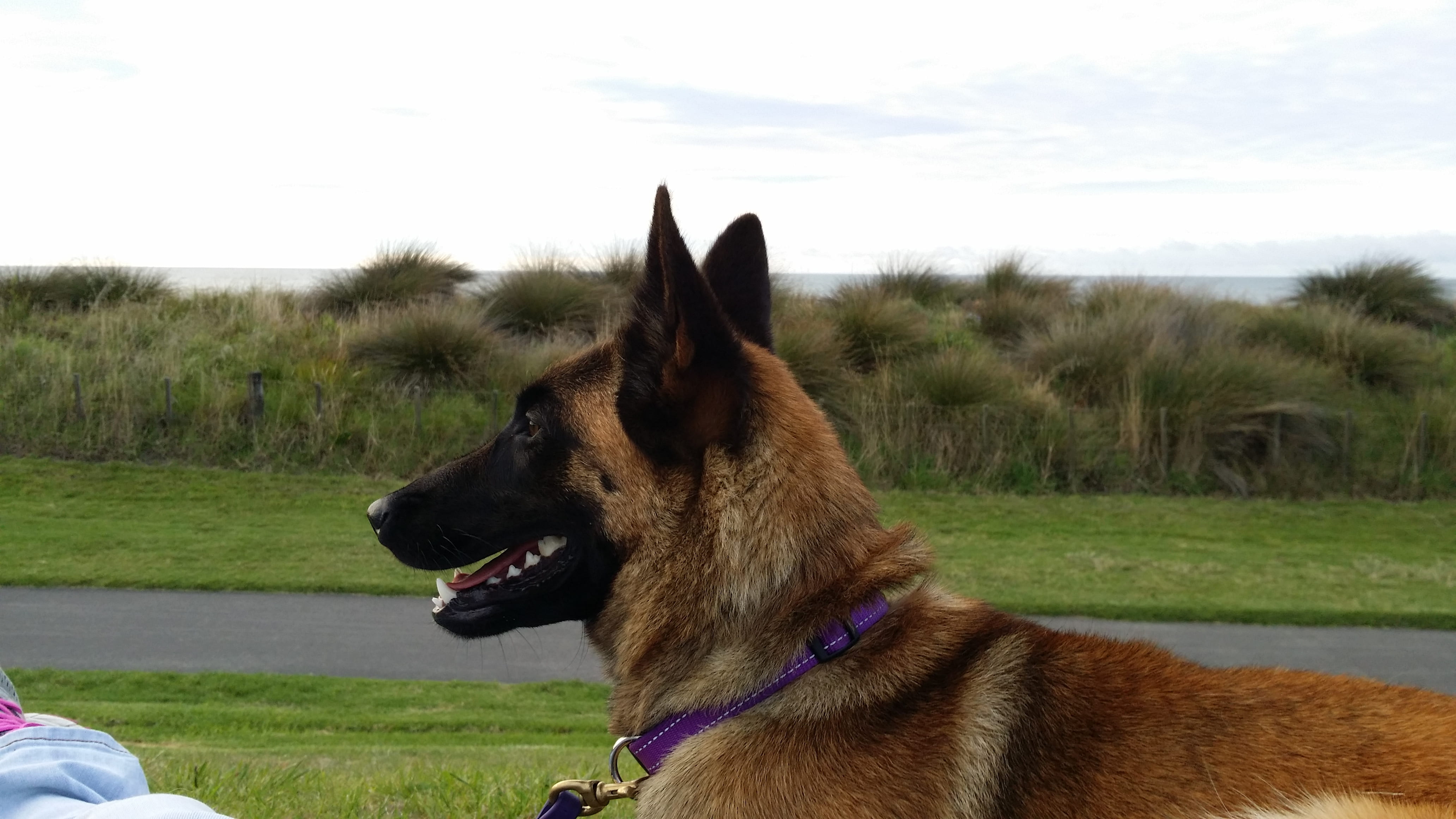 grass, plant, shepherd, malinoi, pets, looking, collar, sky, day, taranaki, pup, puppy, 4K, west coast, domestic, dog walk, coastal, animal themes, outdoors, HD Wallpaper