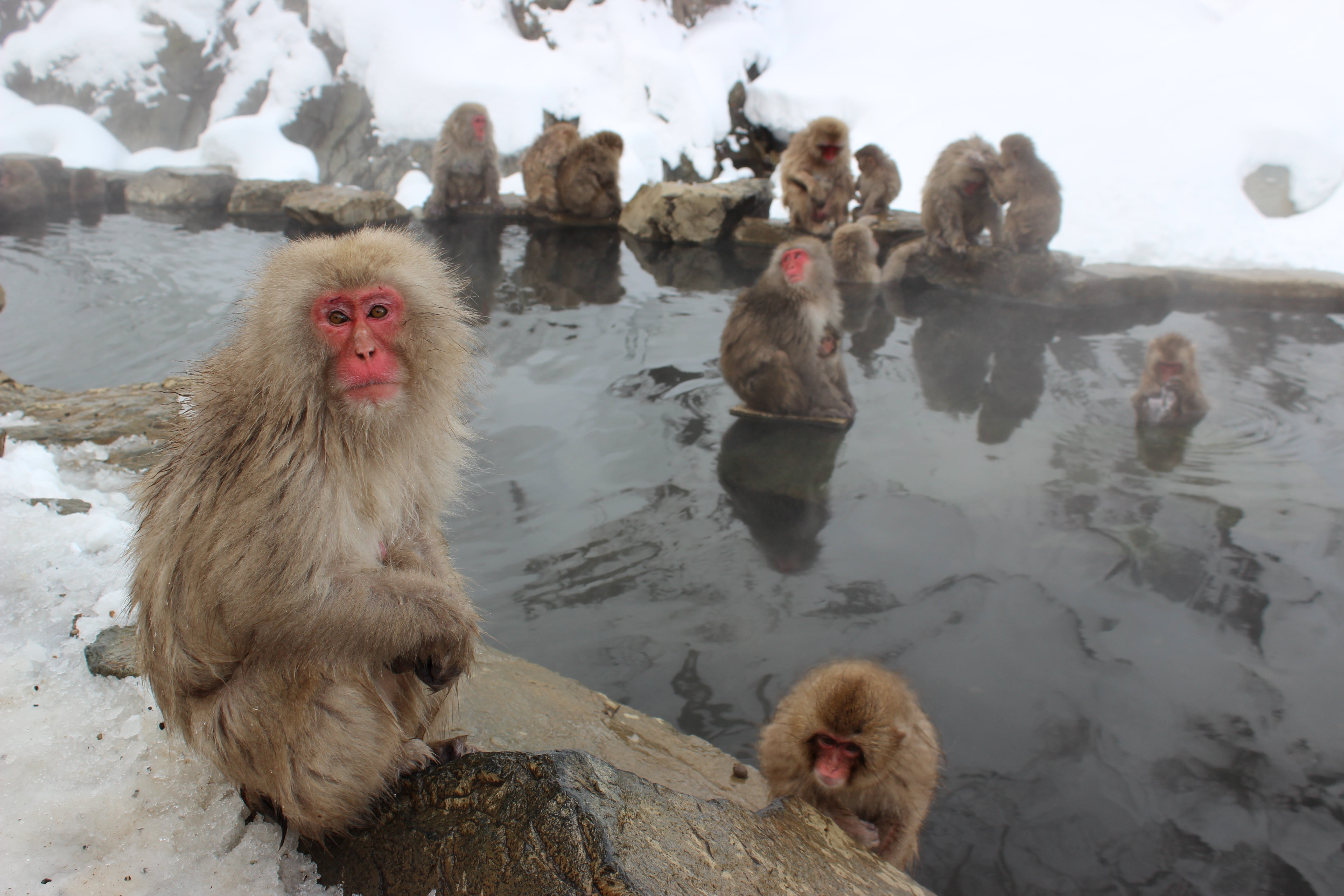 hot Spring, vertebrate, bath, wild, bathing, animal themes, onsen, spa, jigokudani, monkey, snow monkeys, primate, group of animals, nature, animal family, HD Wallpaper