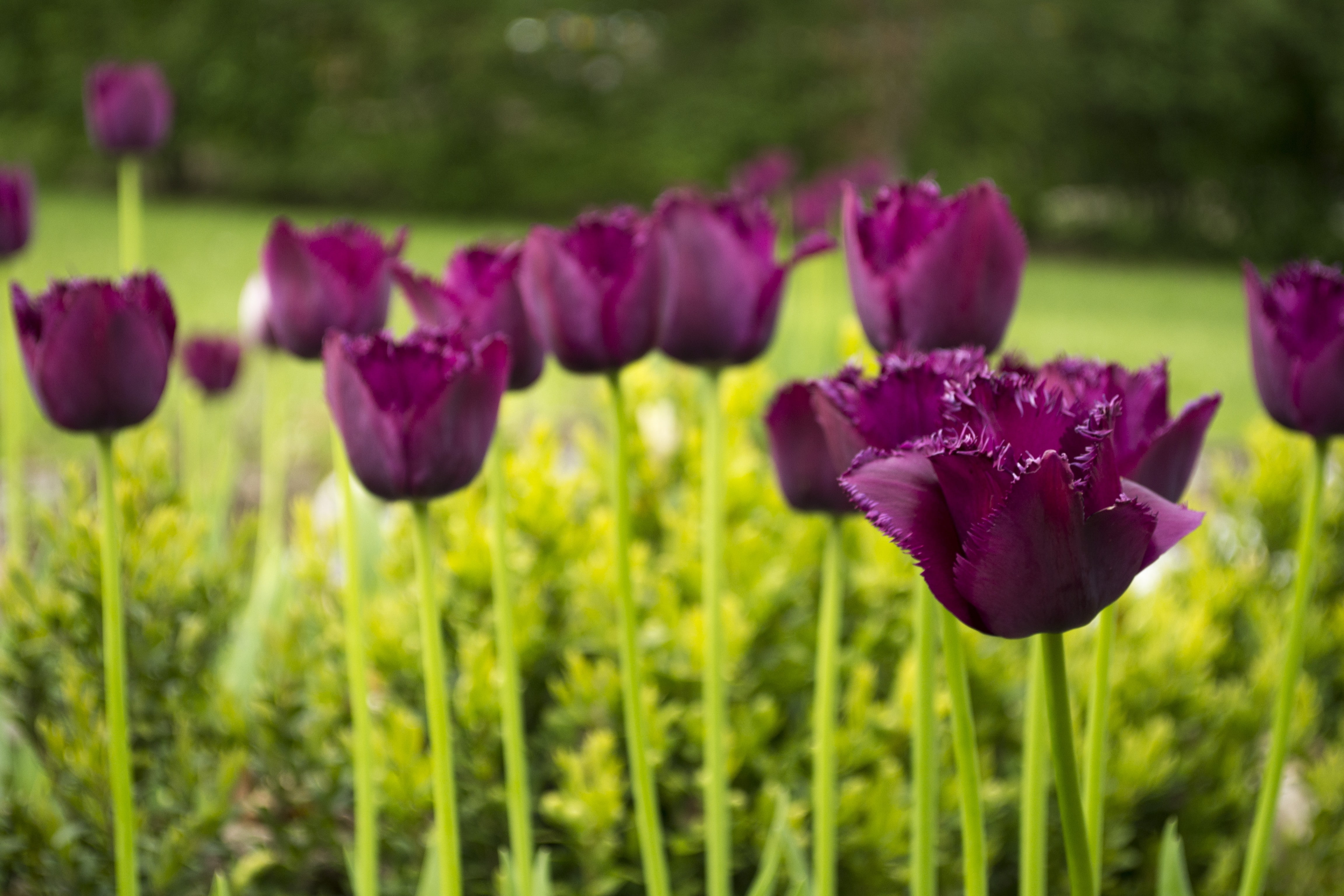 plants, outdoors, hot spring, tulips, flowers, purple flowers, 4K, HD Wallpaper