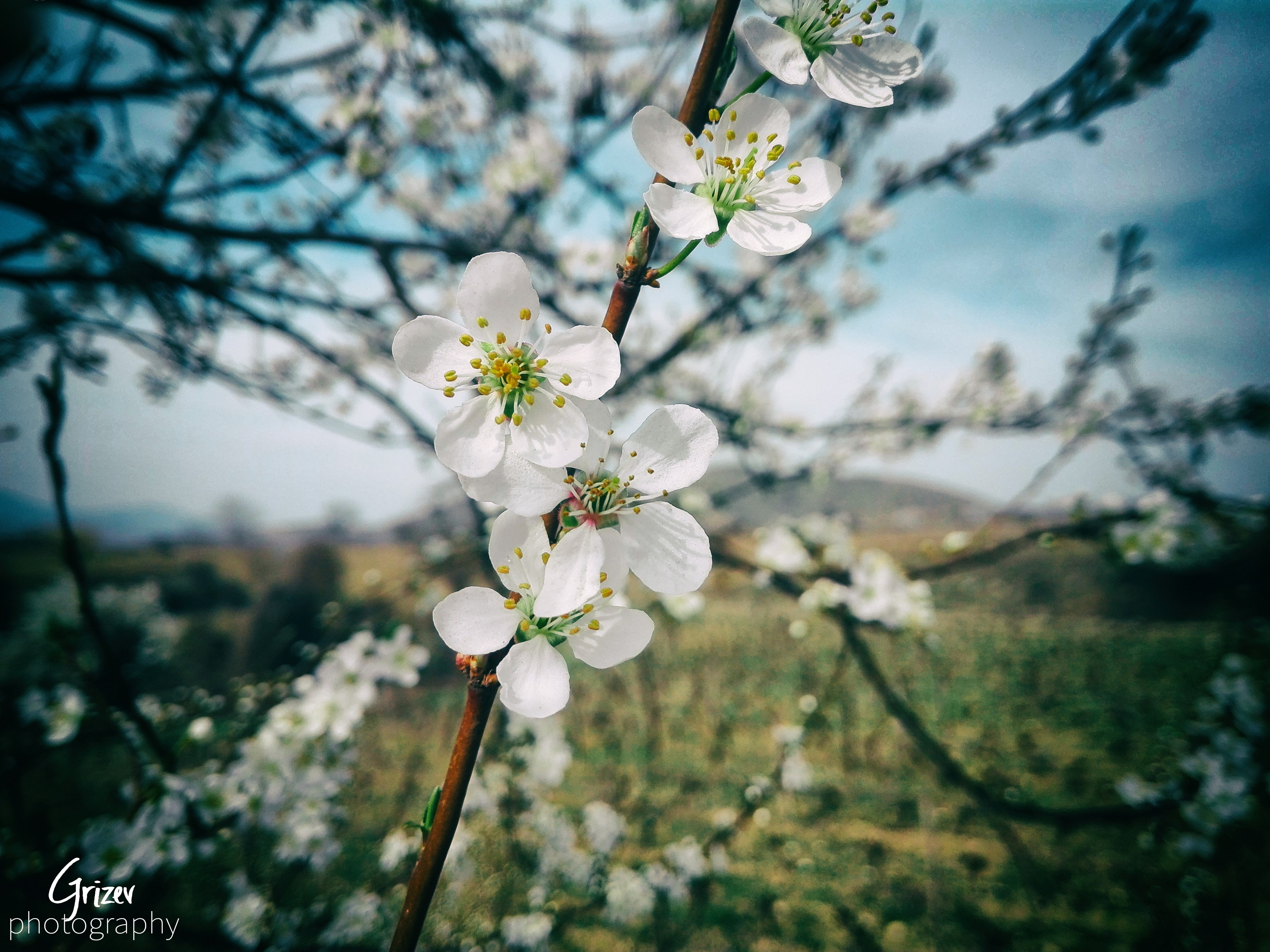 hot spring, Sun, outdoors, day, growth, cherry blossom, 4K, blossom, pollen, tree, flower head, no people, stones, plant, freshness, cherry tree, inflorescence, HD Wallpaper