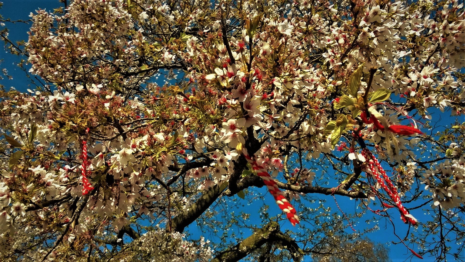 flower, freshness, beauty in nature, 720P, sky, plant, cherry blossom, sunlight, hot spring, black, flowering plant, brown, growth, close-up, vulnerability, HD Wallpaper
